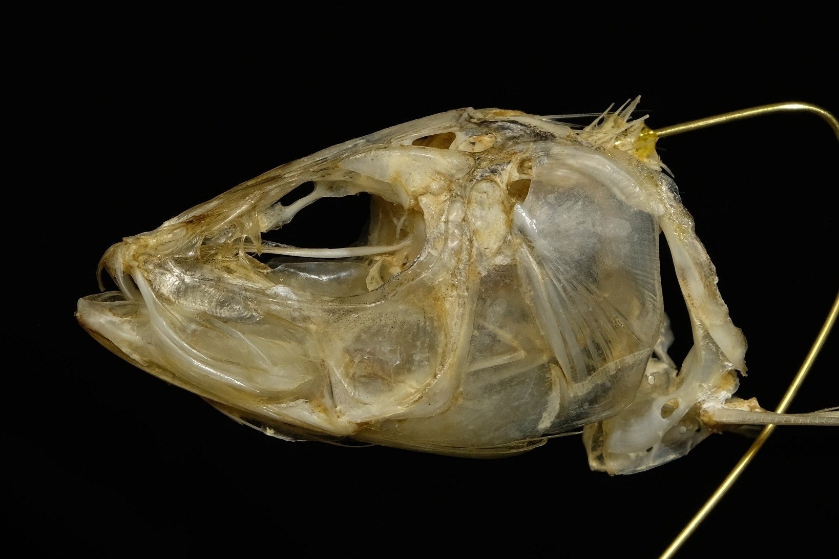 魚の骨格標本 その3 ニシンの仲間|いぞらど 魚の骨格標本 その3 ニシンの仲間|いぞらど