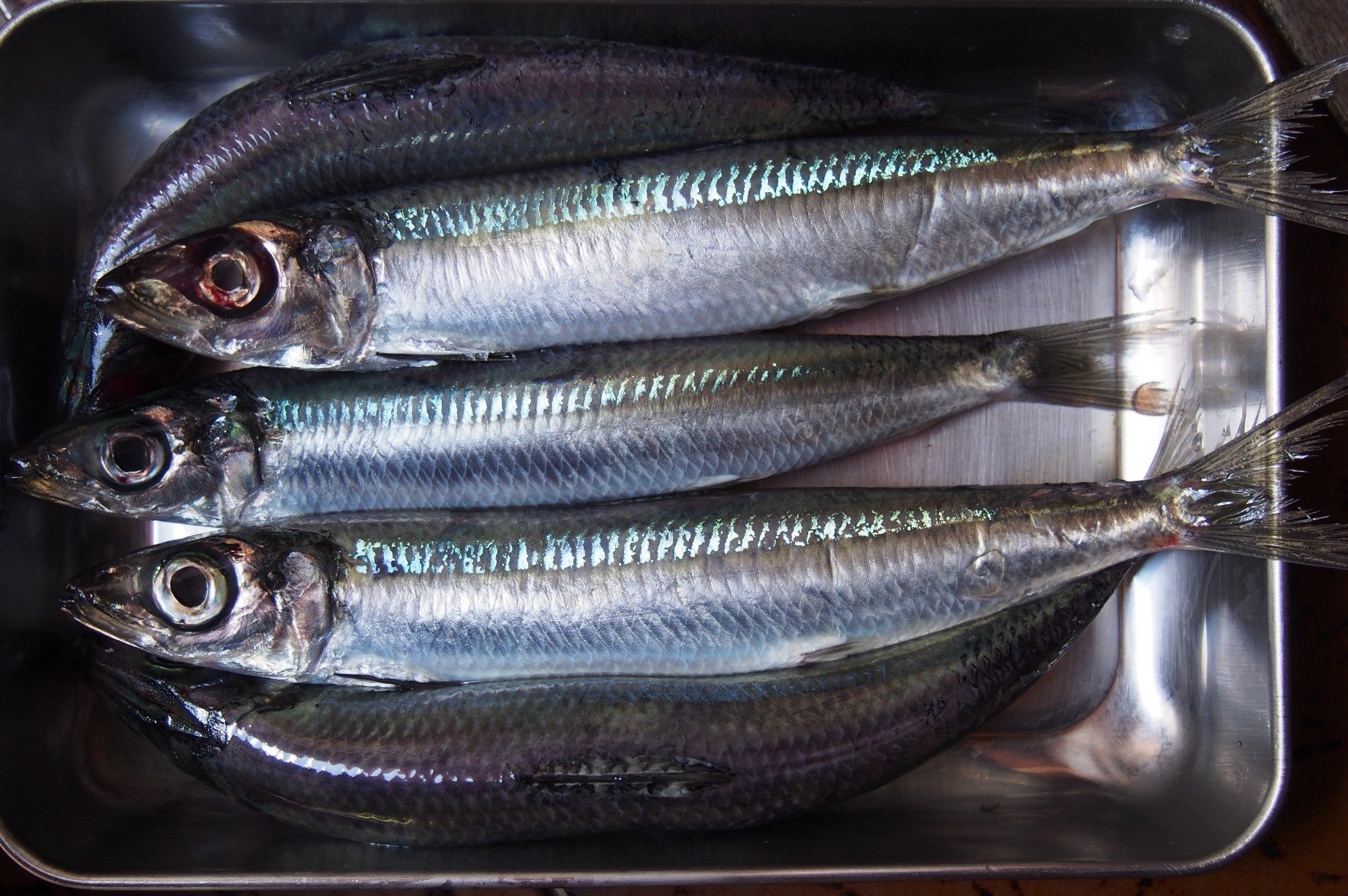 魚の骨格標本 その3 ニシンの仲間|いぞらど 魚の骨格標本 その3 ニシンの仲間|いぞらど