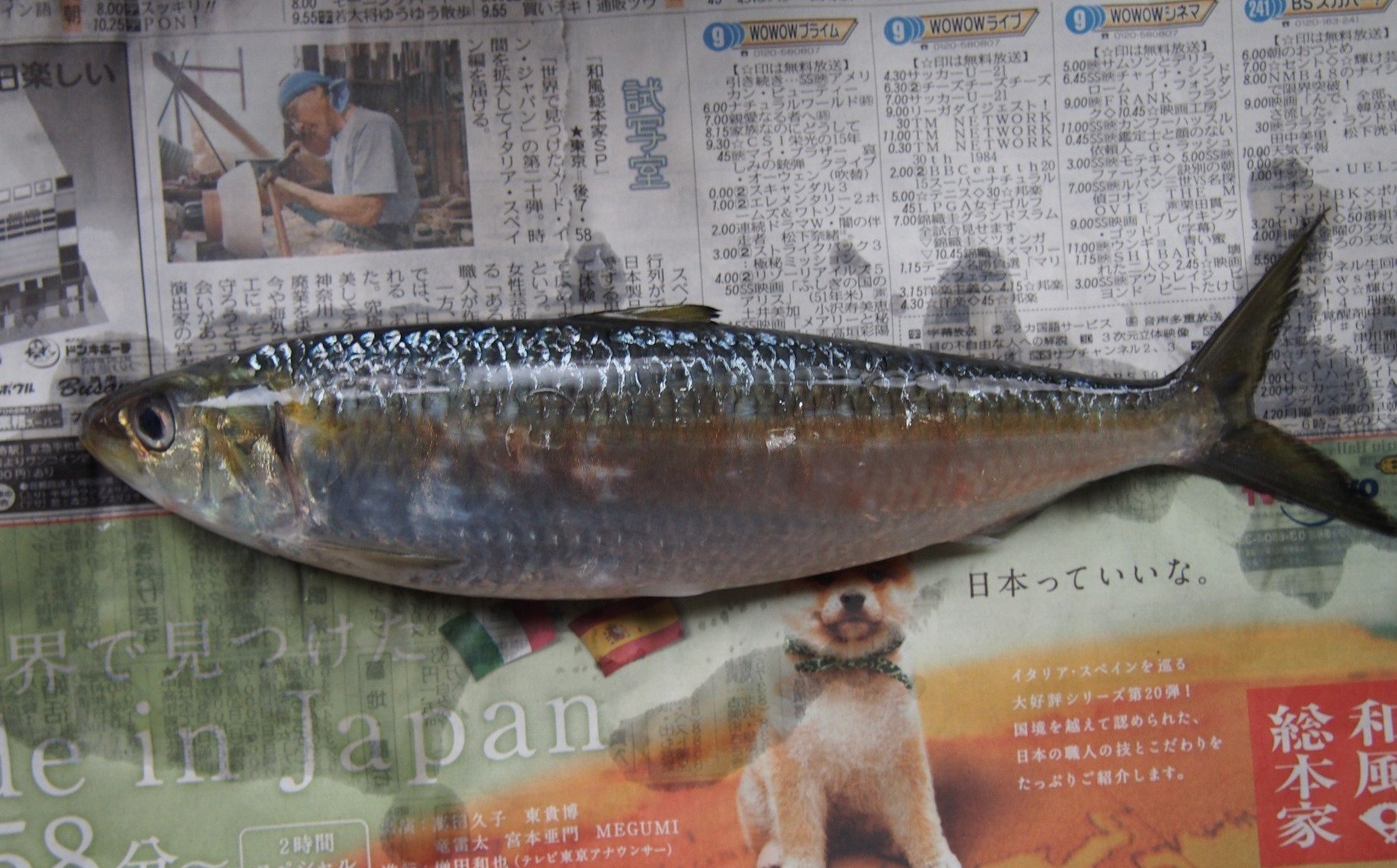 魚の骨格標本 その3 ニシンの仲間|いぞらど 魚の骨格標本 その3 ニシンの仲間|いぞらど