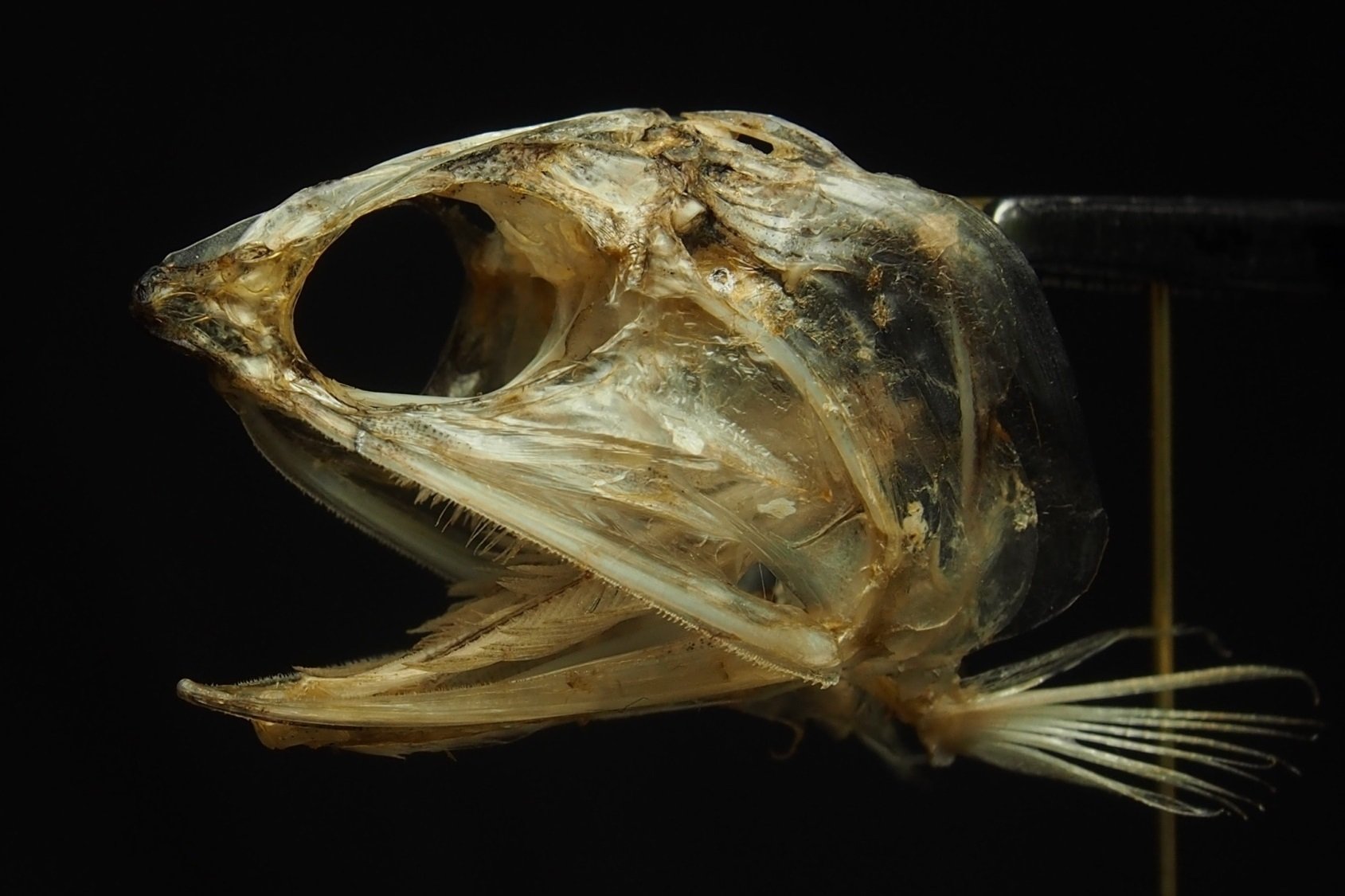 魚の骨格標本 その4 カタクチイワシの仲間｜いぞらど