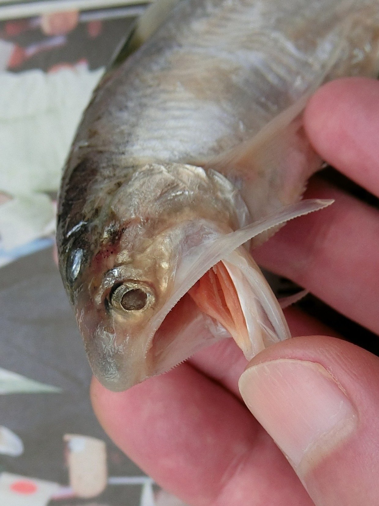魚の骨格標本 その4 カタクチイワシの仲間|いぞらど 魚の骨格標本 その4 カタクチイワシの仲間|いぞらど