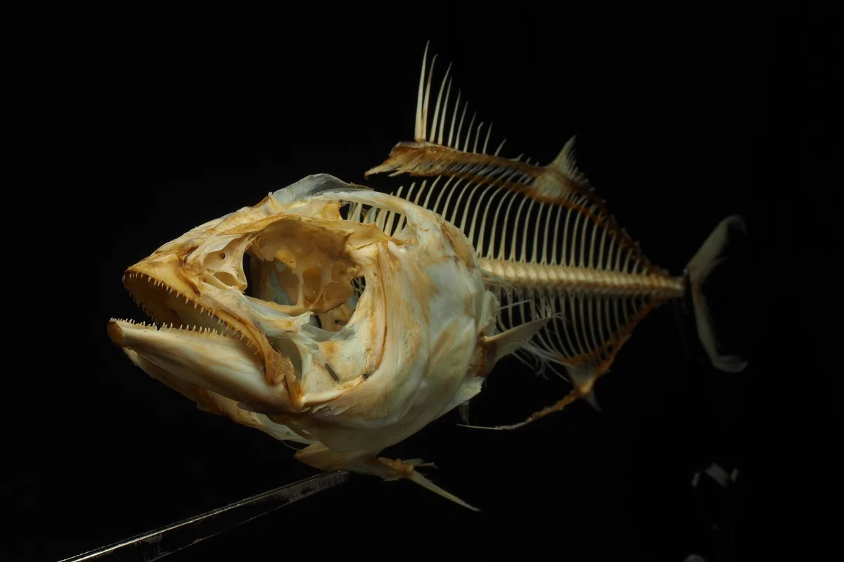 魚の骨格標本 その7 マグロ・カツオの仲間|いぞらど