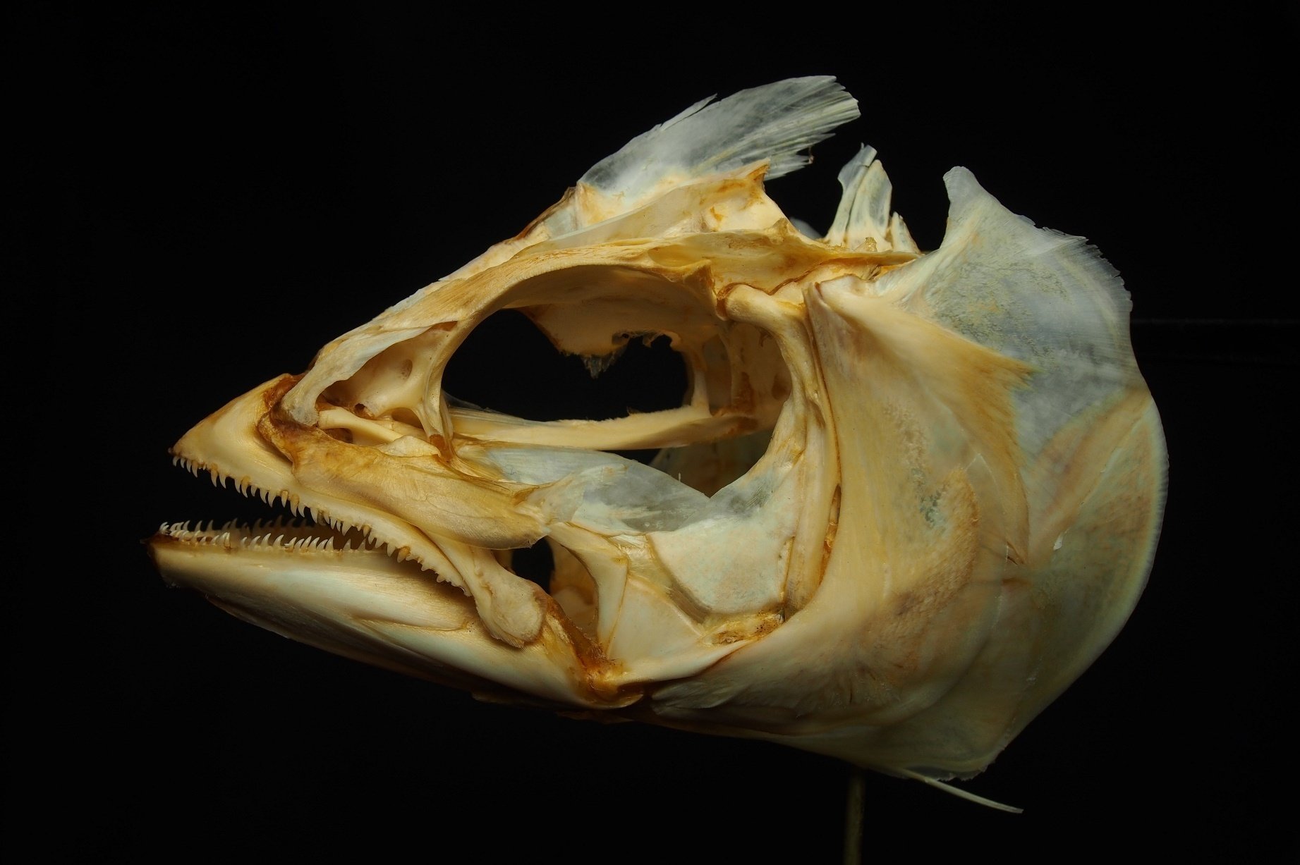 骨格標本 頭骨 超巨大魚 クロムツ 頭部スカル 魚の骨格標本 その7 マグロ・