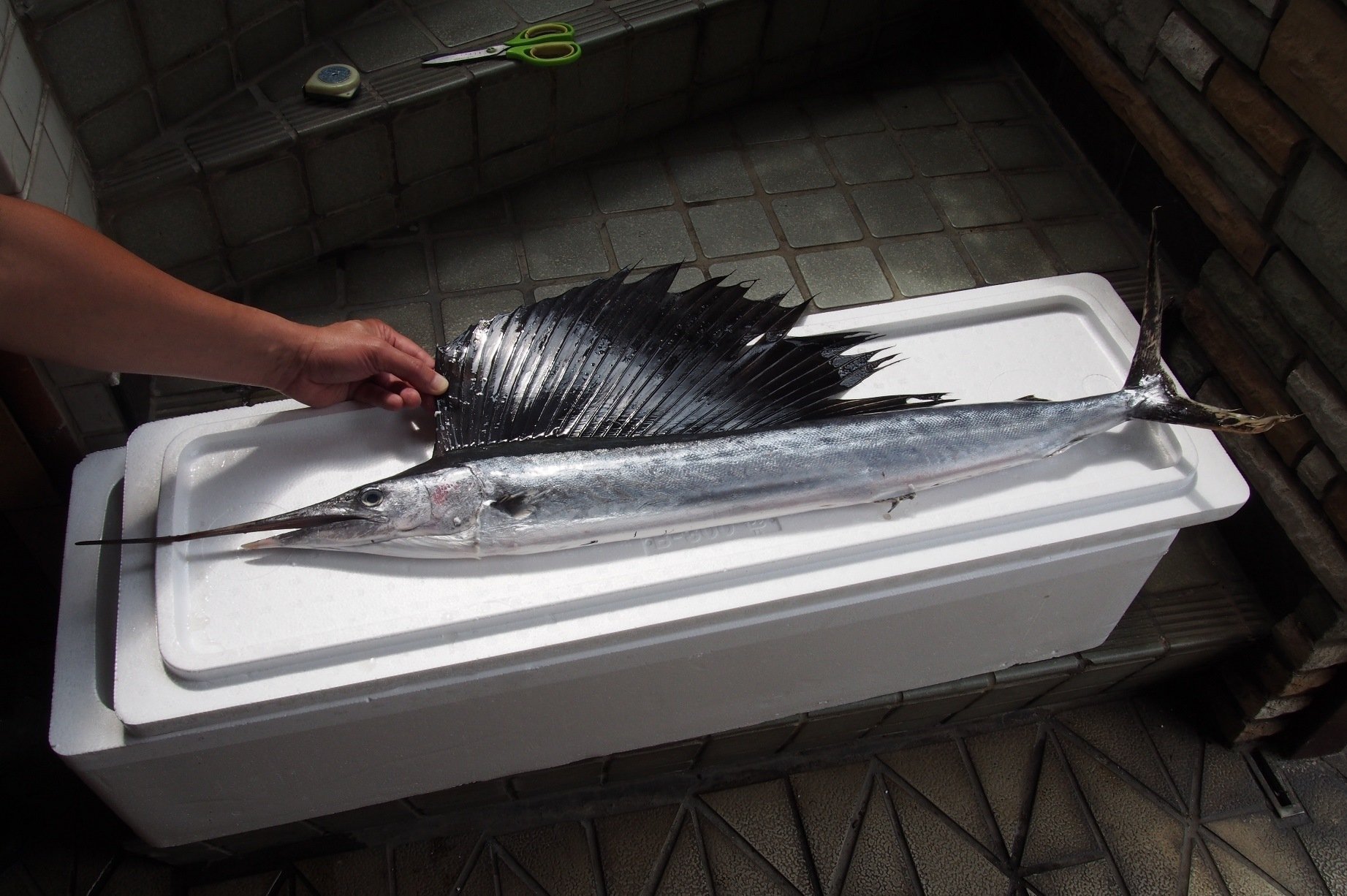 【レア】バショウカジキ幼魚 エタノール標本 バショウカジキ：金の卵を産むガチョウを食べる - FECOP