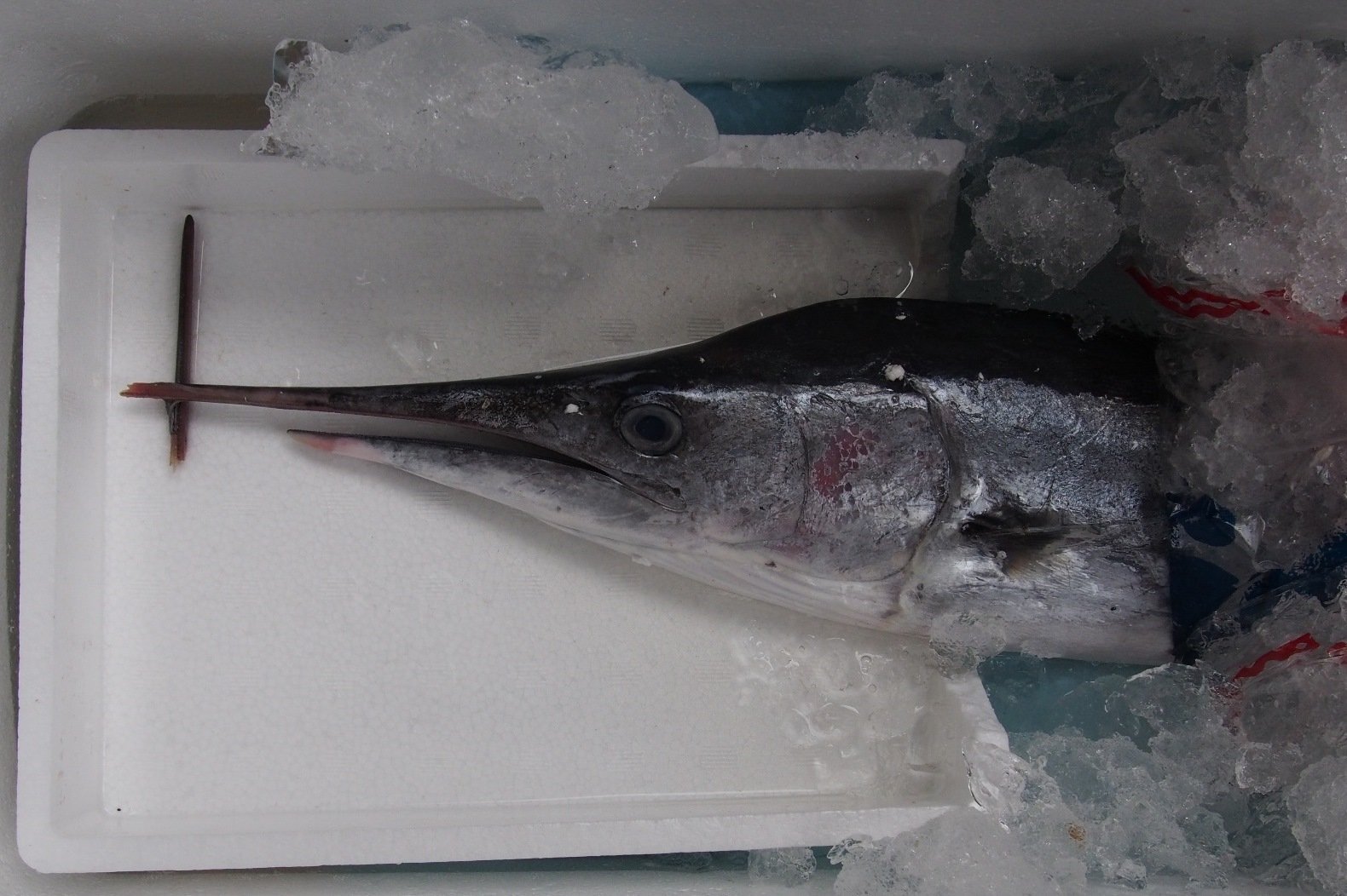 【レア】バショウカジキ幼魚 エタノール標本 レア】バショウカジキ幼魚 エタノール標本