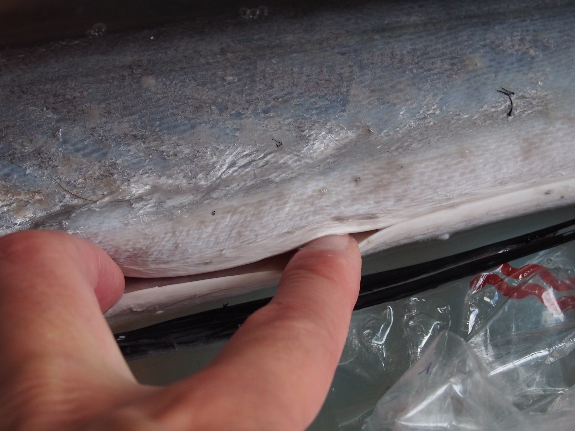 魚の骨格標本 その8 カジキの仲間｜いぞらど