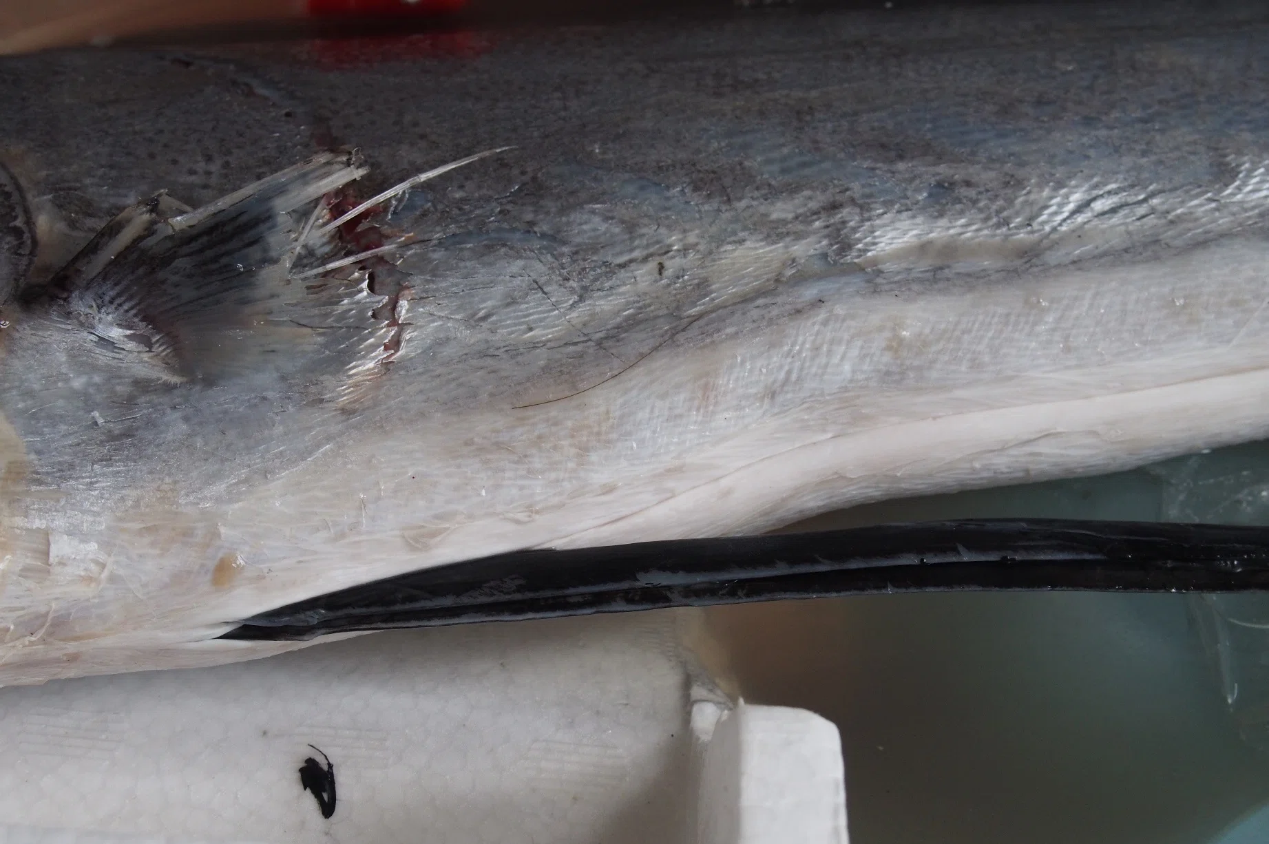 魚の骨格標本 その8 カジキの仲間｜いぞらど