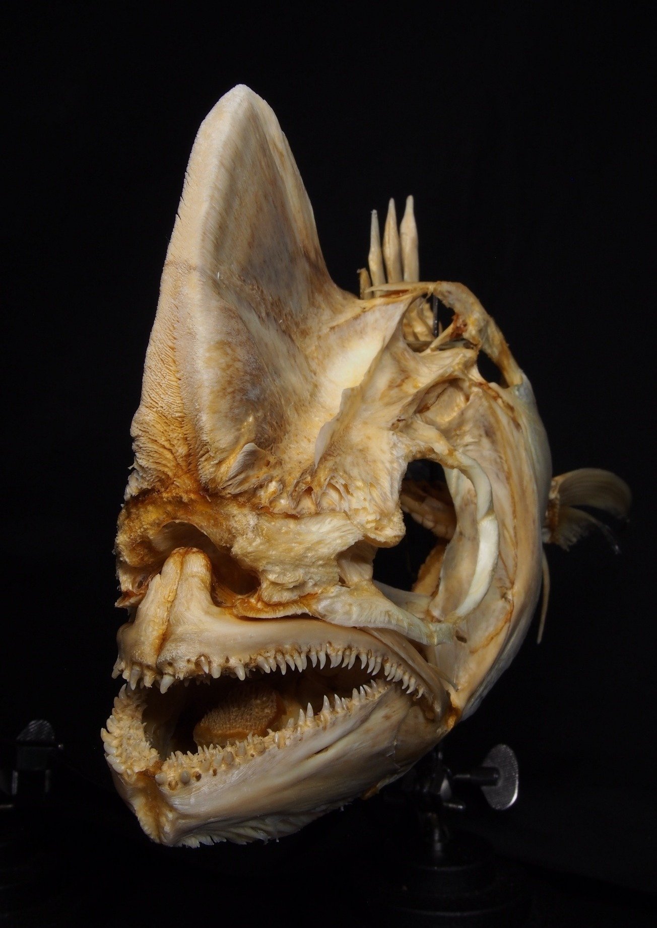 骨格　標本　魚類　ナポレオンフィッシュ　脊椎骨 骨格 標本 魚類 ナポレオンフィッシュ 脊椎骨 - メルカリ