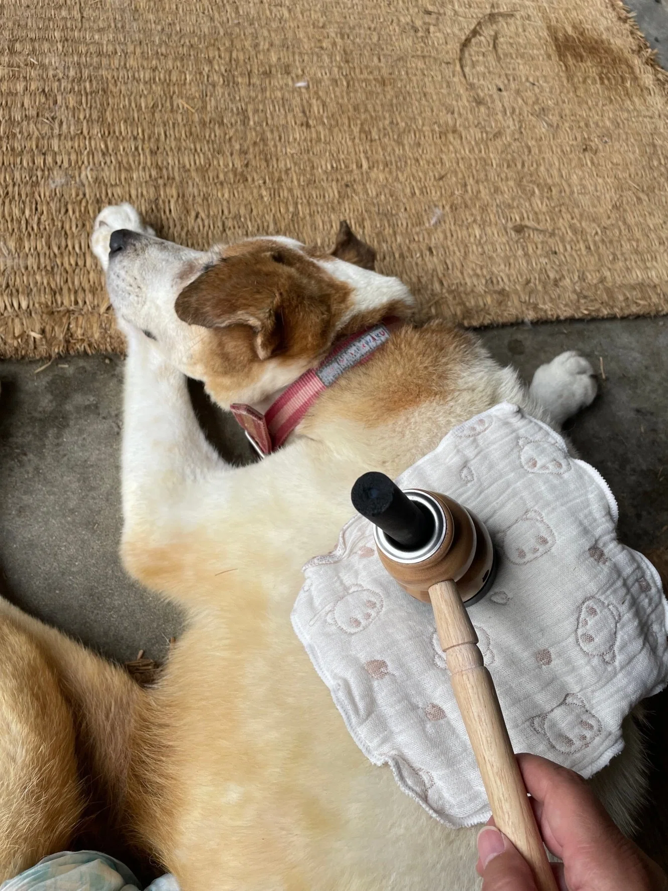 明日からできる愛犬のお灸ケア【基本のやり方はコレ】｜くにぎだみか