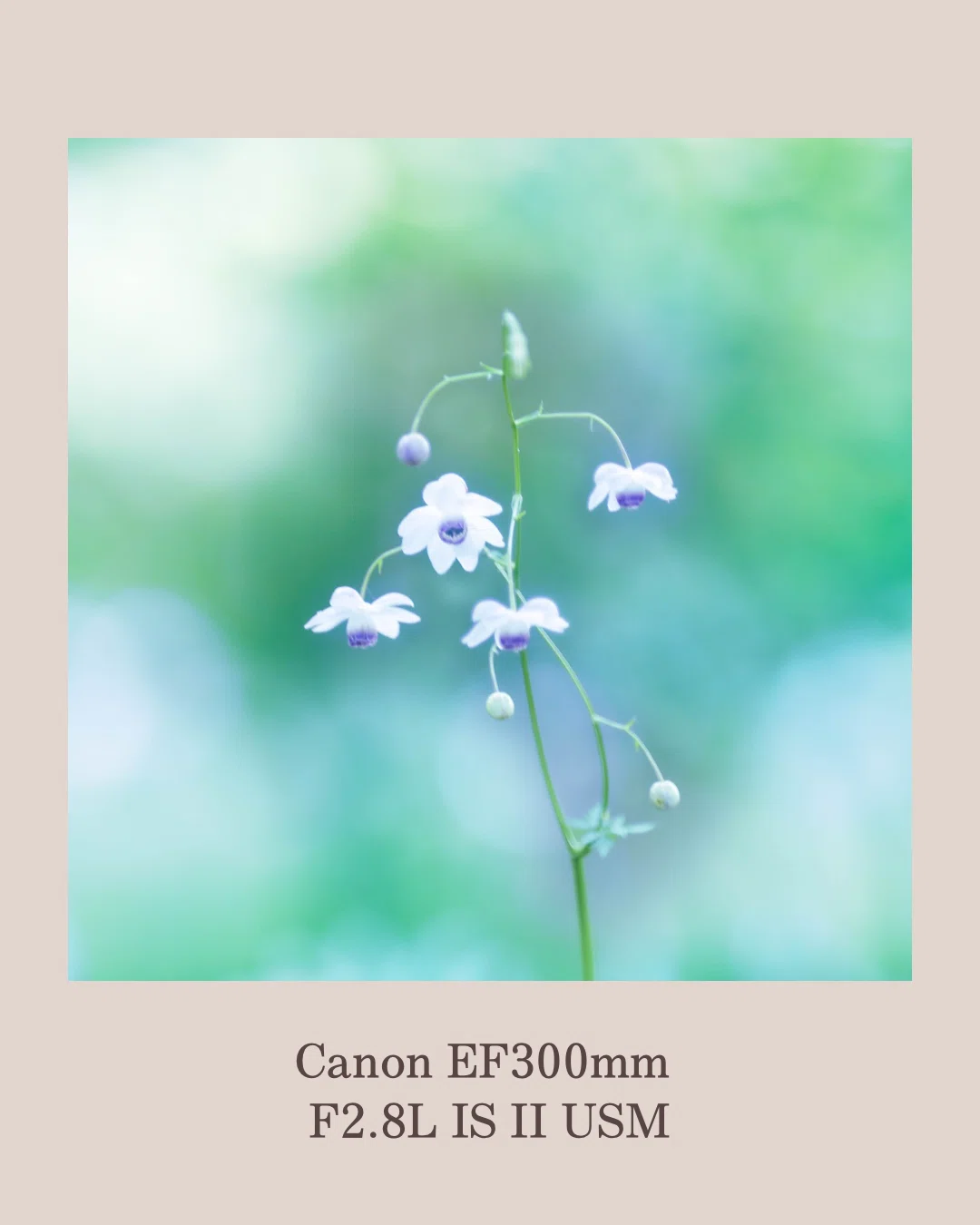 愛用のレンズ♡ CanonEF300mm F2.8L IS II USM ⑦｜田中 美代子@花ふぉ