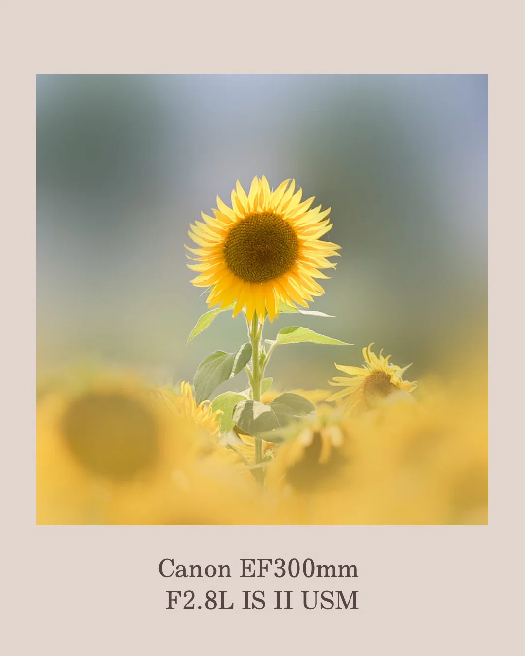 愛用のレンズ♡ CanonEF300mm F2.8L IS II USM ⑦｜田中 美代子@花ふぉ