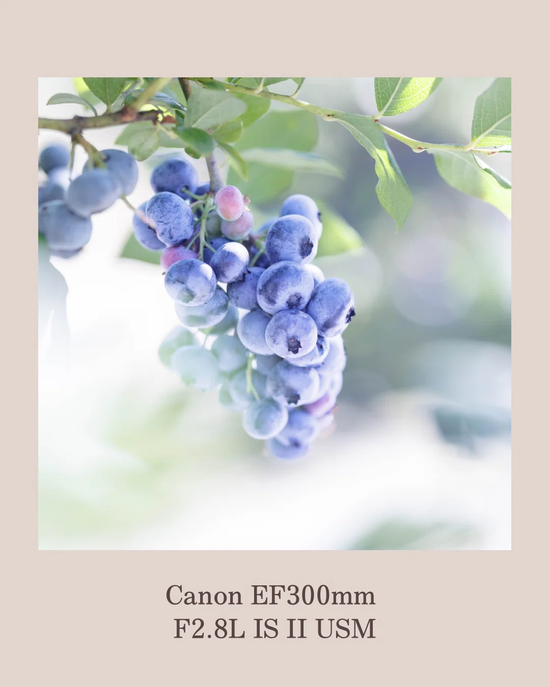 愛用のレンズ♡ CanonEF300mm F2.8L IS II USM ⑦｜田中 美代子@花ふぉ