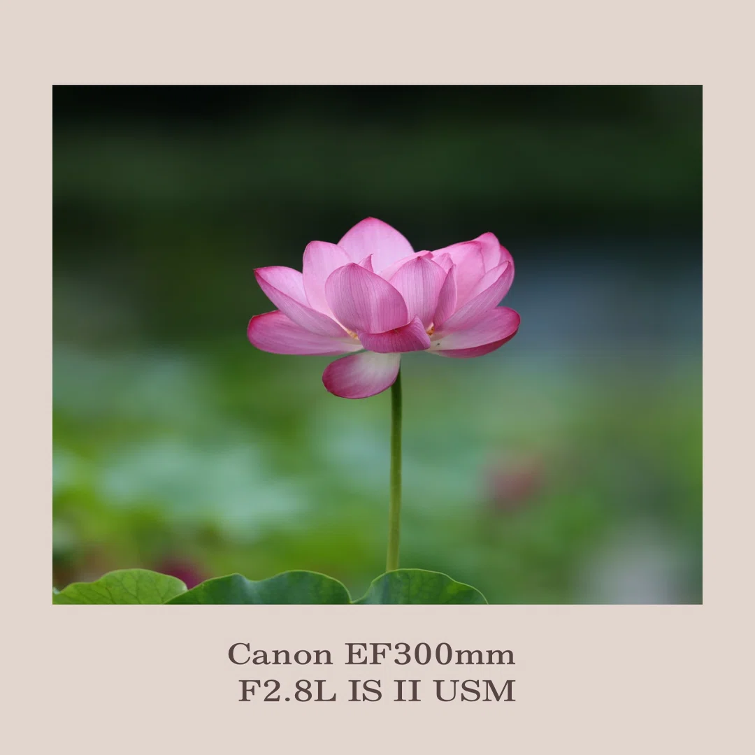 Canon EF300mm F2.8L IS II USM キズ多実用品 作例有 愛用のレンズ♡ CanonEF300mm F2.8L IS II USM ⑦｜田中 美代子@花ふぉ