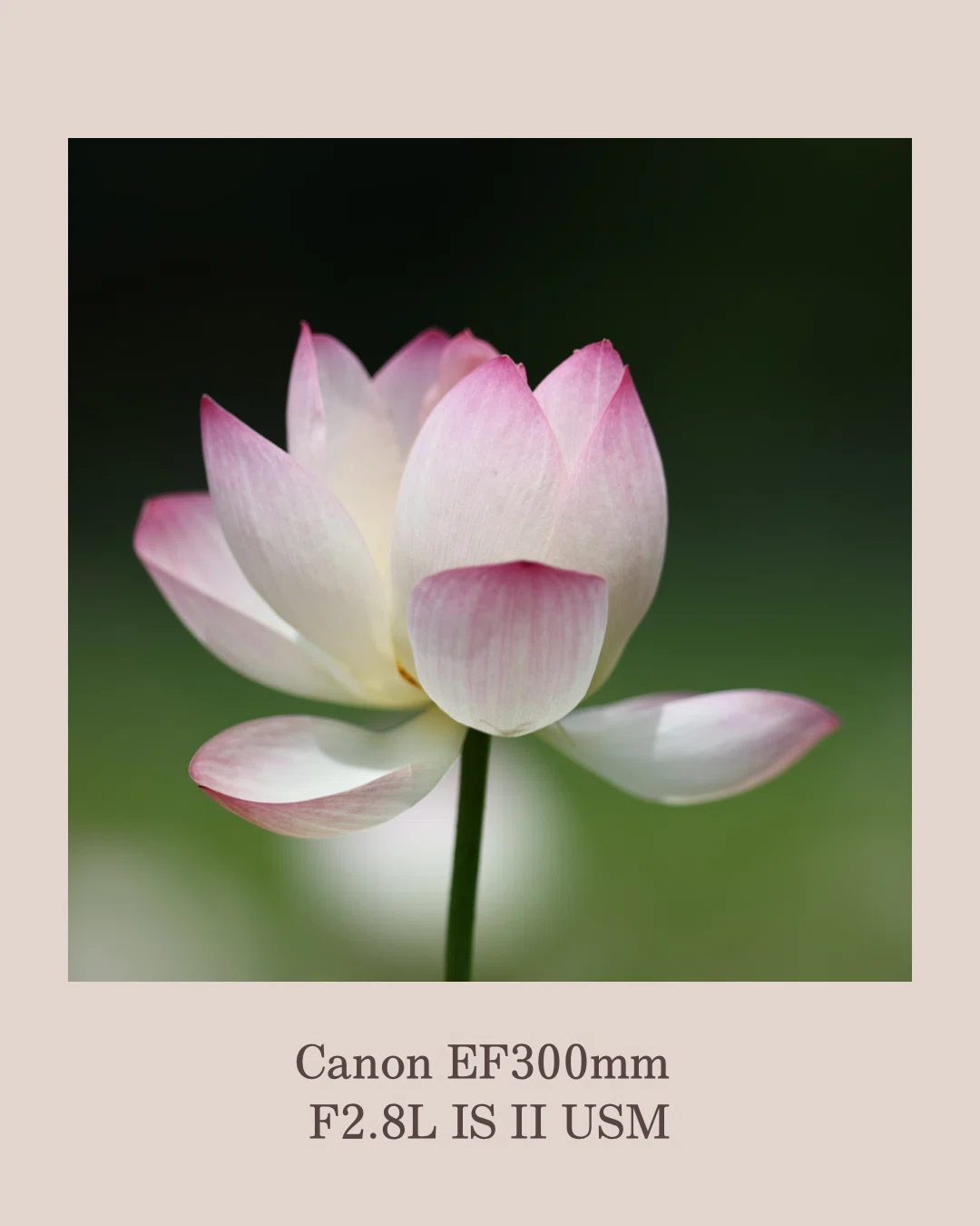 愛用のレンズ♡ CanonEF300mm F2.8L IS II USM ⑦｜田中 美代子@花ふぉ