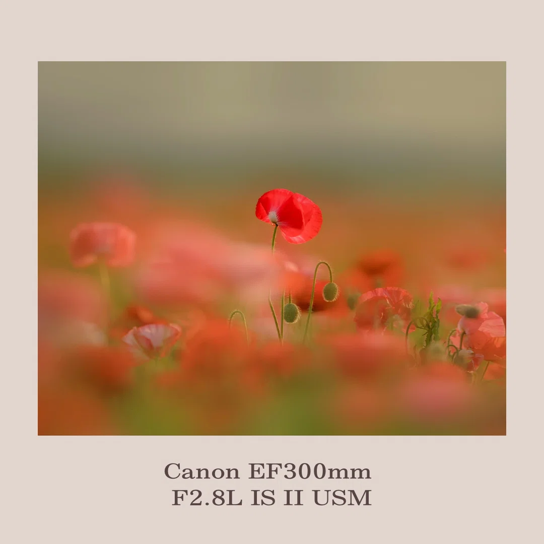 愛用のレンズ♡ CanonEF300mm F2.8L IS II USM ⑦｜田中 美代子@花ふぉ