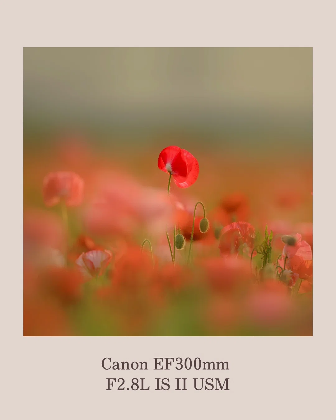 愛用のレンズ♡ CanonEF300mm F2.8L IS II USM ⑦｜田中 美代子@花ふぉ