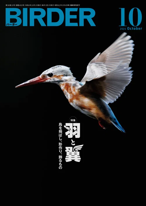 BIRDER10月号の見どころ｜ブンイチ（文一総合出版）