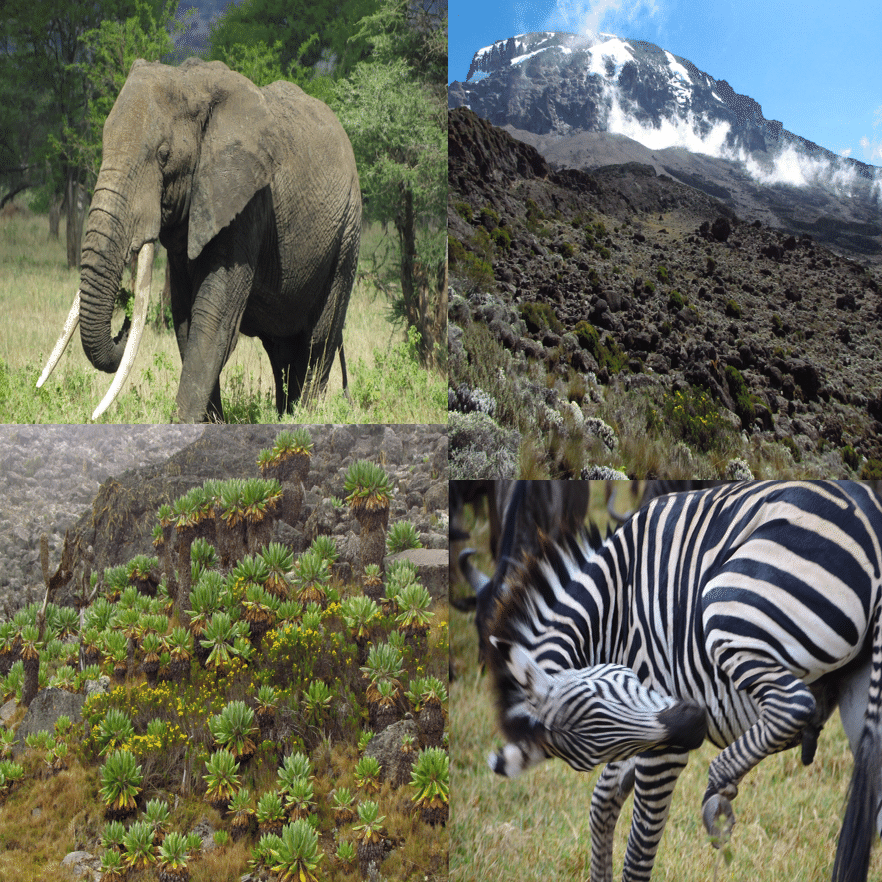 f*i様 1902年ドイツ領東アフリカ ルピー銀貨 ウィルヘルム2世 IMG_6199_1600x.jpg?v=1705040875