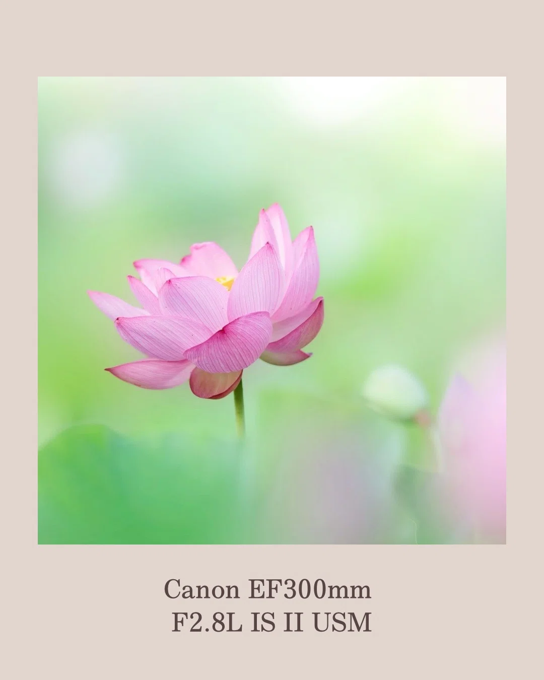 愛用のレンズ♡ CanonEF300mm F2.8L IS II USM ⑦｜田中 美代子@花ふぉ