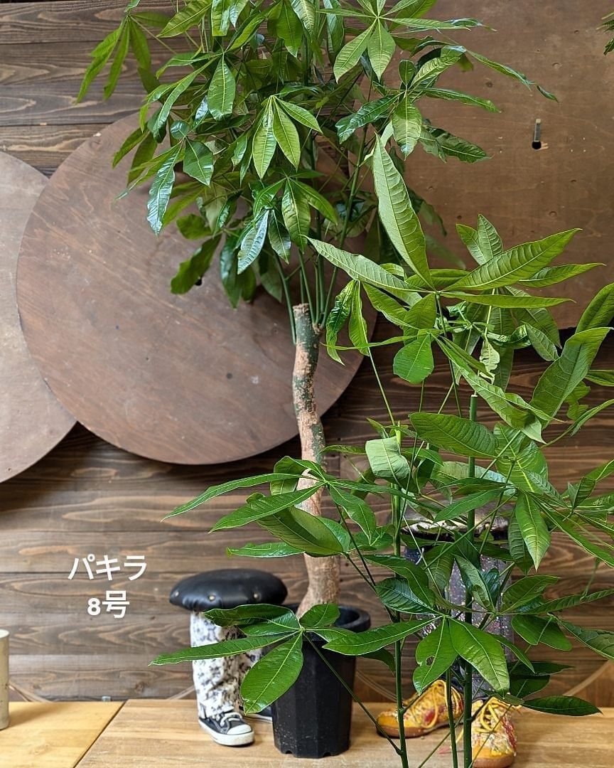 入荷情報（観葉植物編）2024.9.5 ～｜グリーンセンター芳樹園