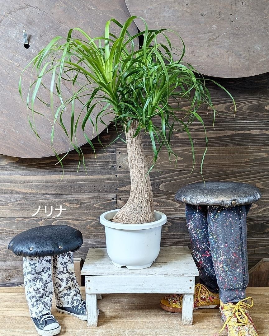 その他観葉植物 / 観葉植物 フィカス ベンジャミン 4号 プリンセス プラスチック鉢