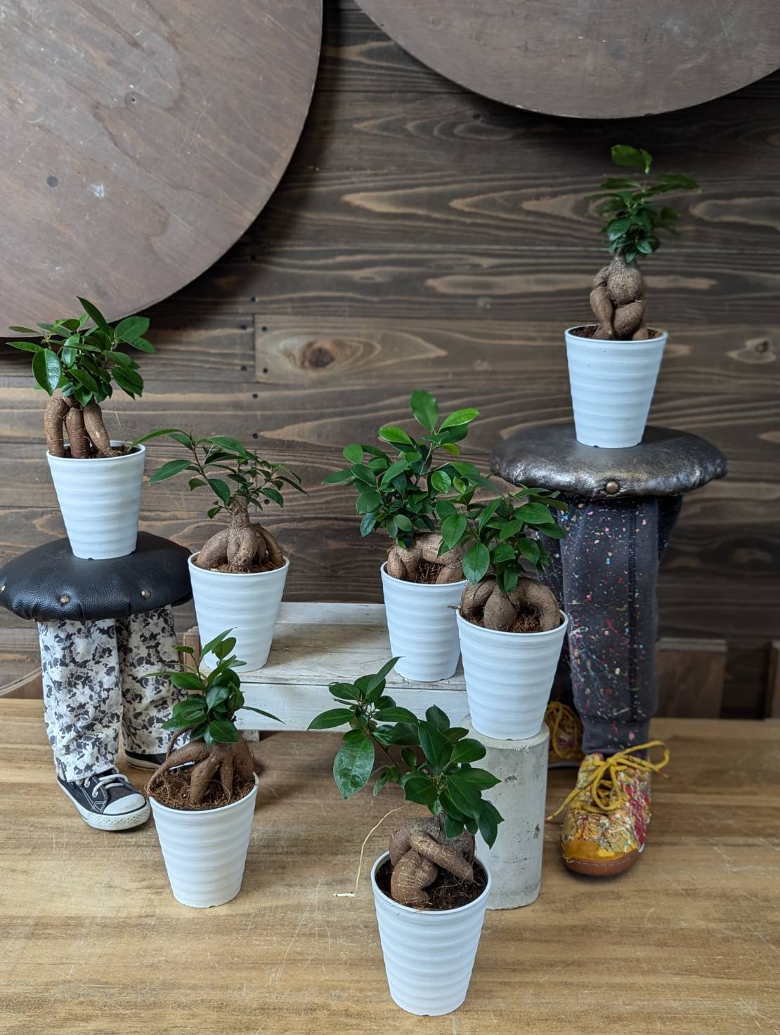 入荷情報（観葉植物編）2024.9.5 ～｜グリーンセンター芳樹園