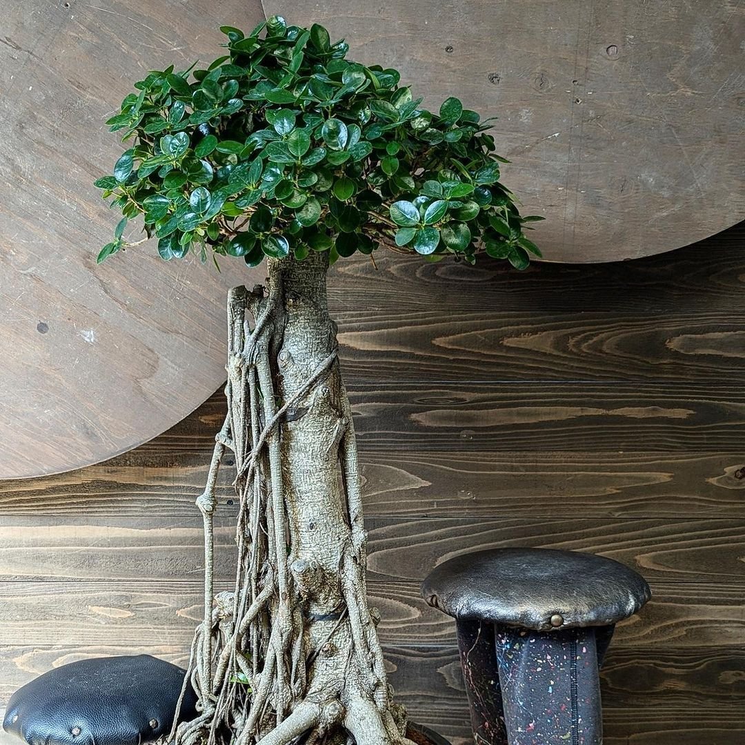 ガジュマル ぴーすけ ガジュマル S | 観葉植物の通販 AND PLANTS