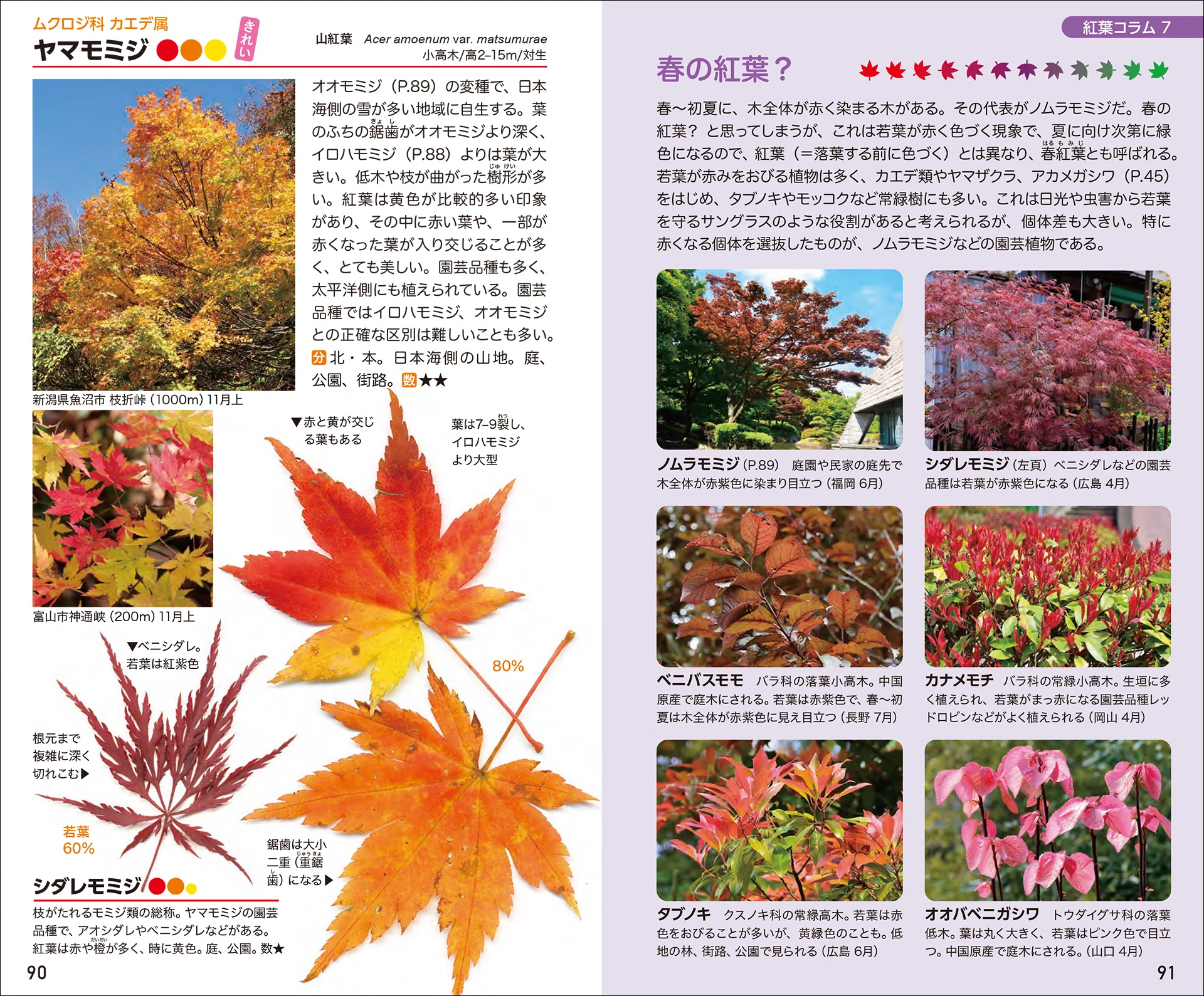 紅葉狩りはもっともっと楽しめる｜ブンイチ（文一総合出版）