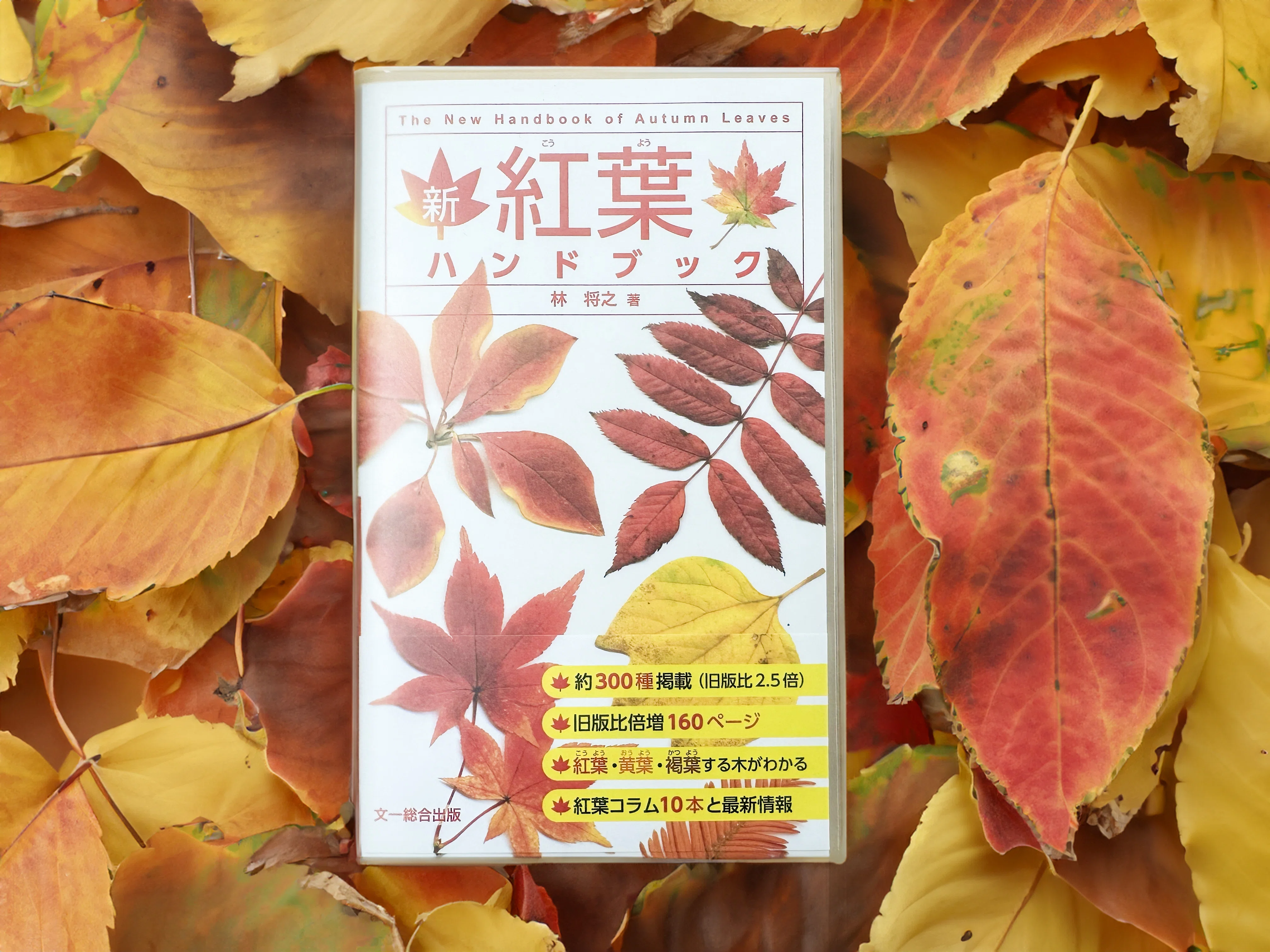 紅葉狩りはもっともっと楽しめる｜ブンイチ（文一総合出版）