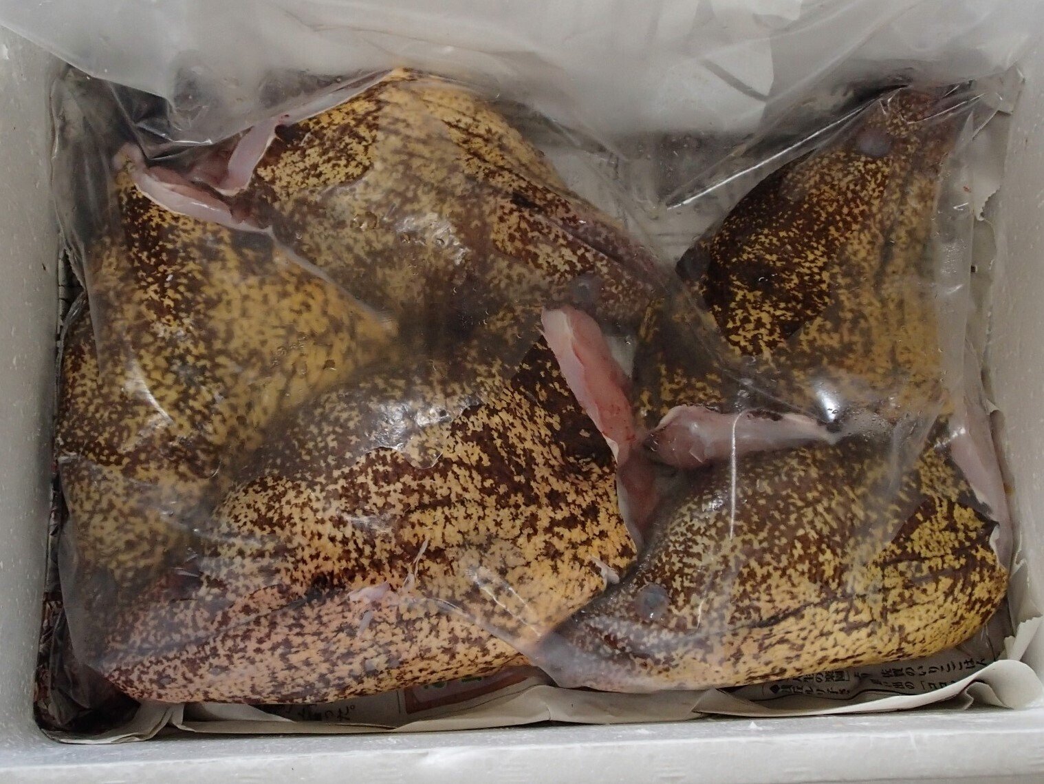 魚の骨格標本 その12 ウツボの仲間｜いぞらど