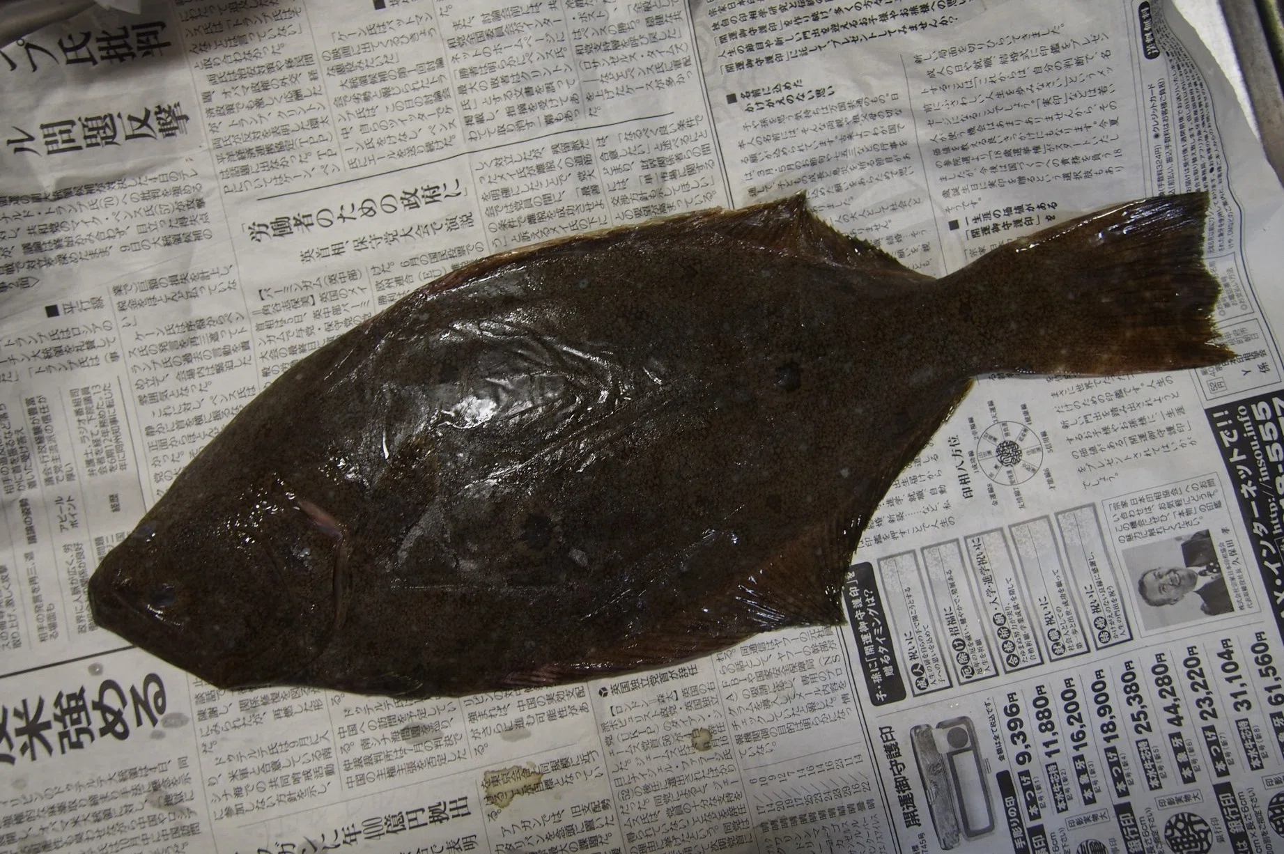 ヒラメ標本 魚の骨格標本 その15 ヒラメ｜いぞらど