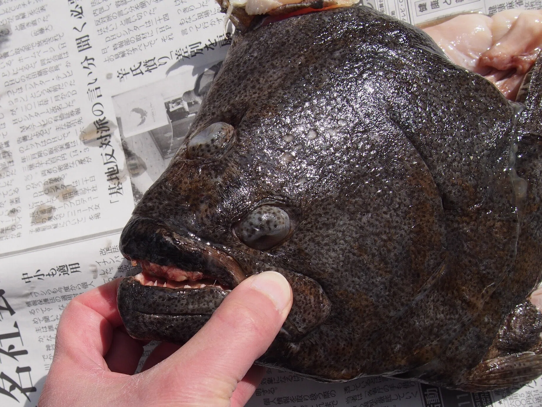 魚の骨格標本 その15 ヒラメ｜いぞらど