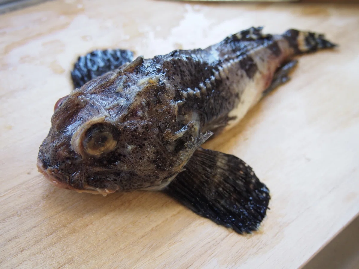 魚の骨格標本 その17 カジカの仲間|いぞらど