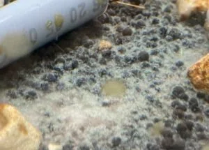ミズミミズを駆除するのに最適な生体は？｜だんごむし。／趣味熱帯魚ブリーダー