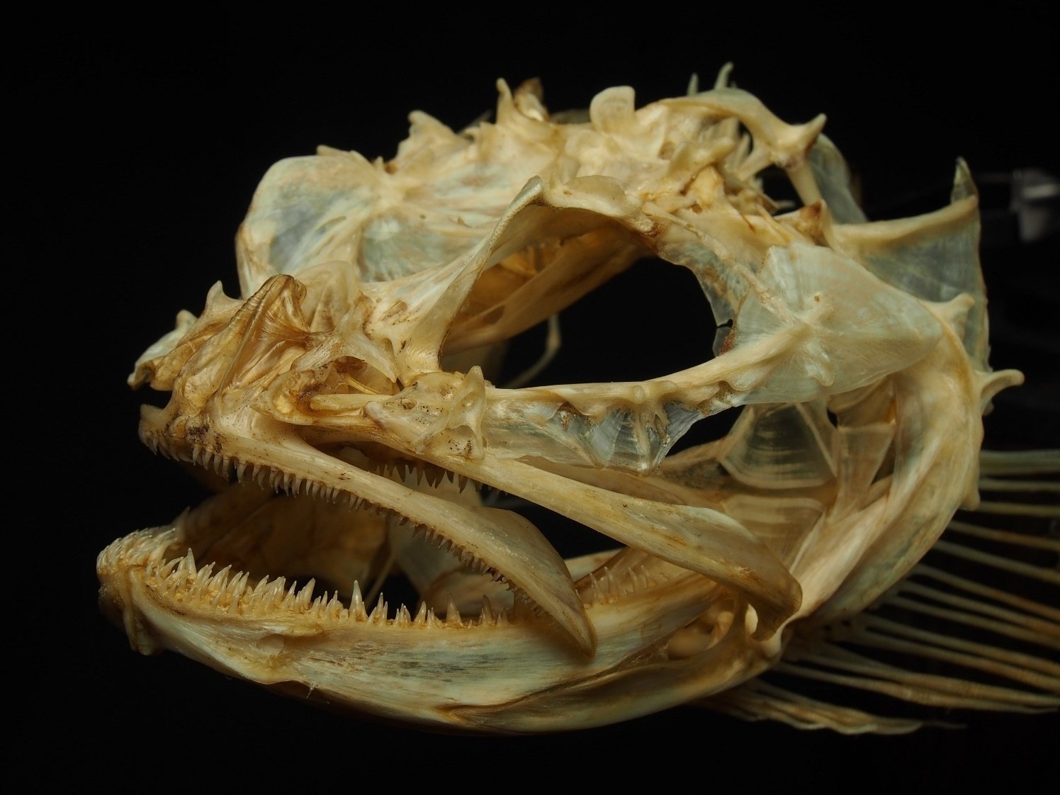 魚の骨格標本 その19 ケムシカジカの仲間｜いぞらど