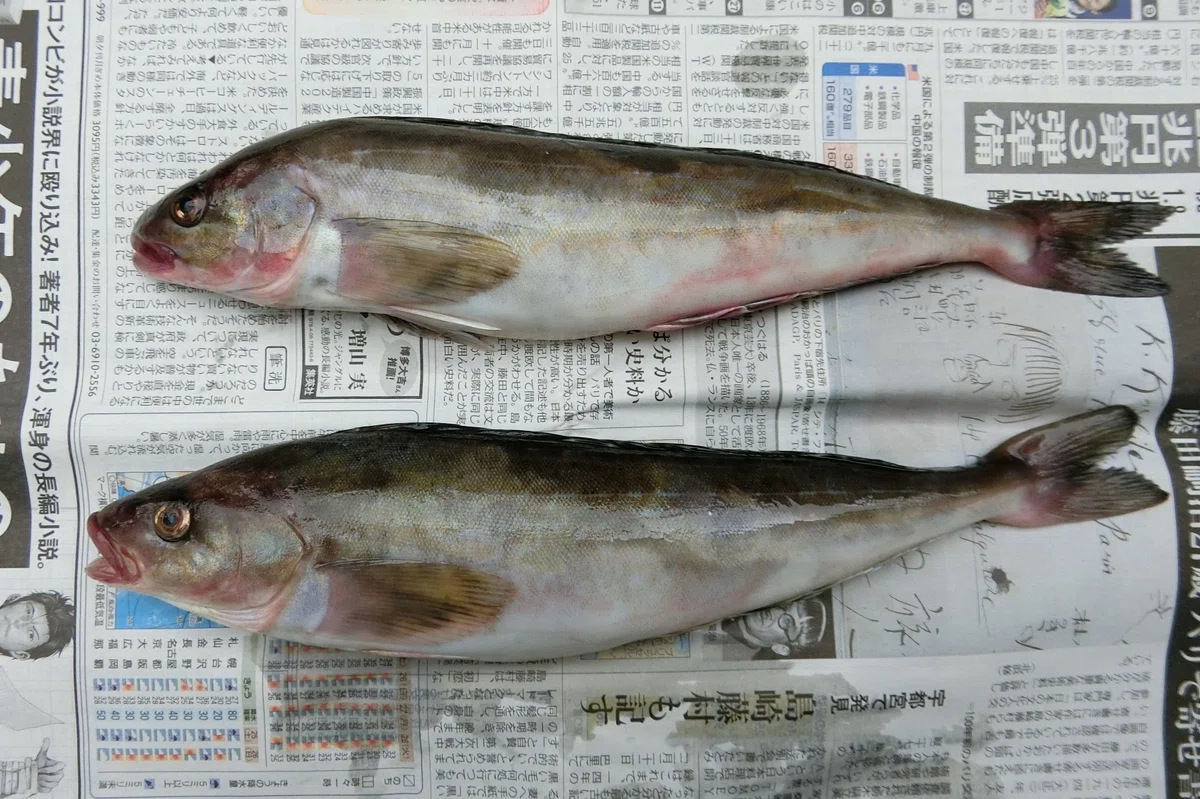 古い魚の標本 めぐりあわ