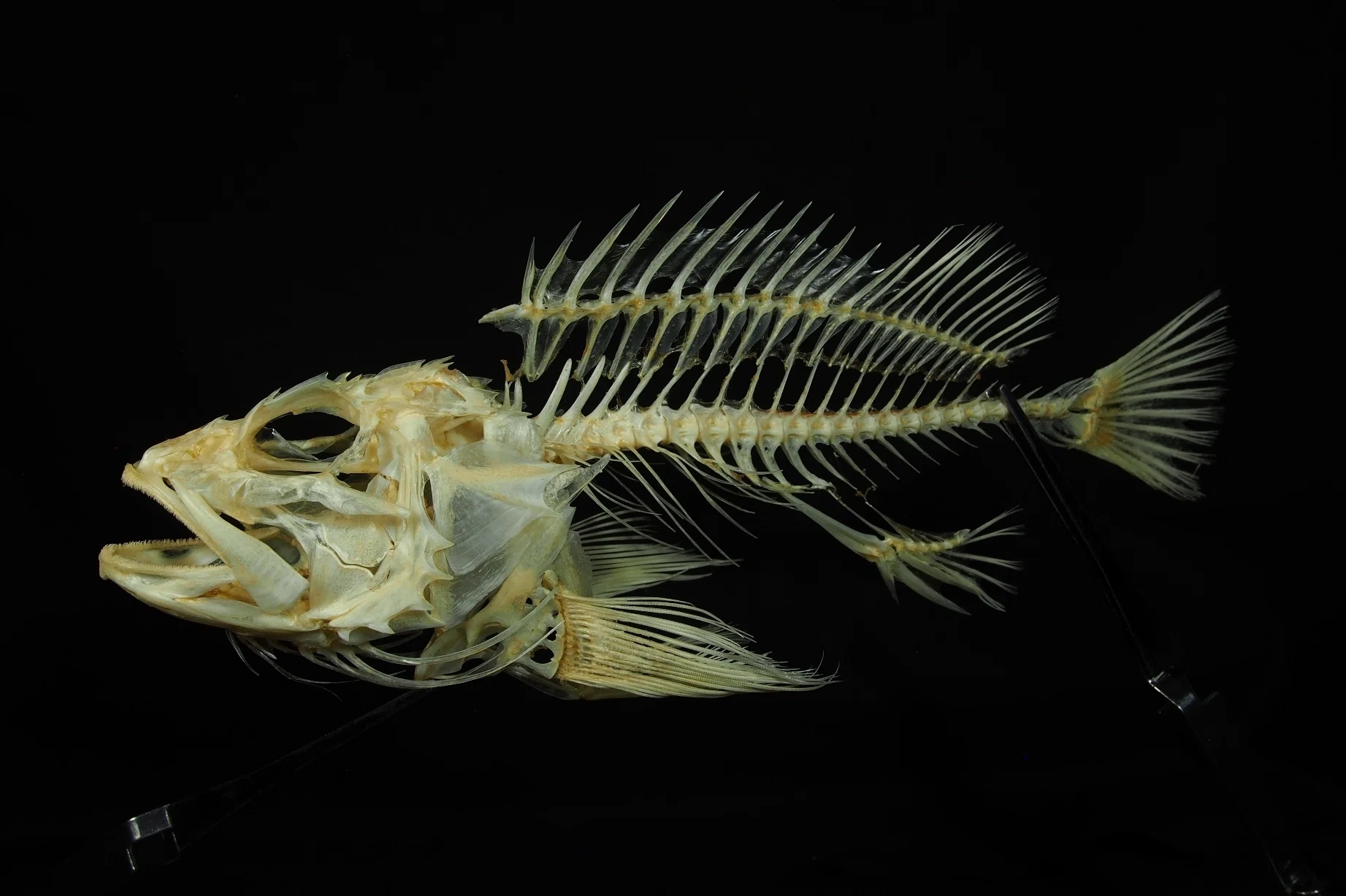 魚の骨格標本 その22 カサゴ・メバルの仲間｜いぞらど