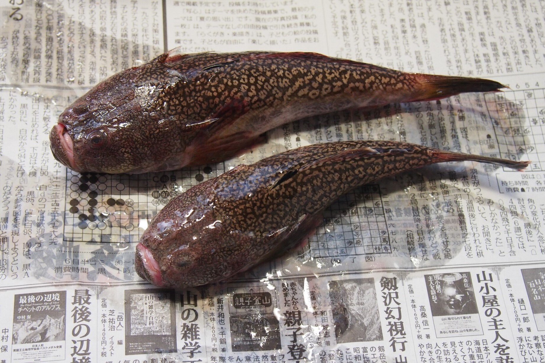 魚の骨格標本 その24 ミシマオコゼの仲間｜いぞらど