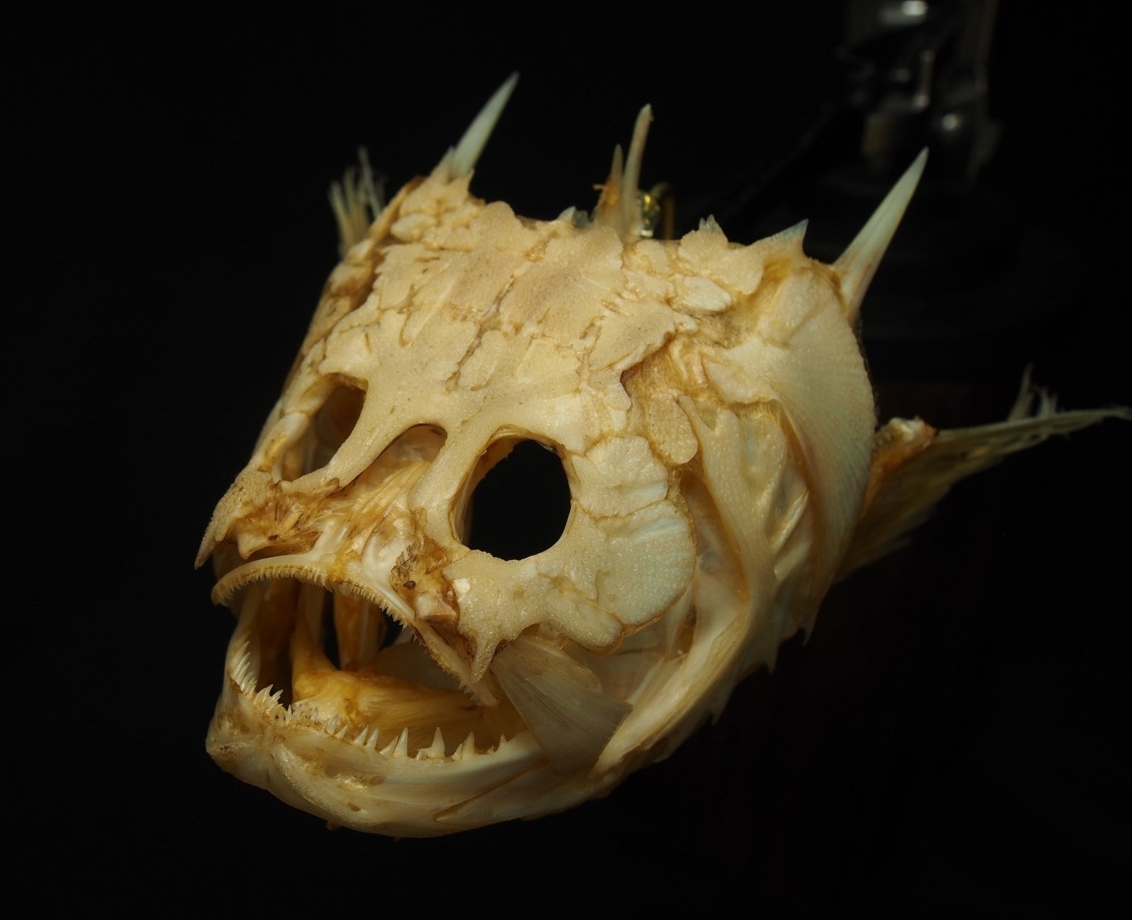 魚の骨格標本 その24 ミシマオコゼの仲間｜いぞらど