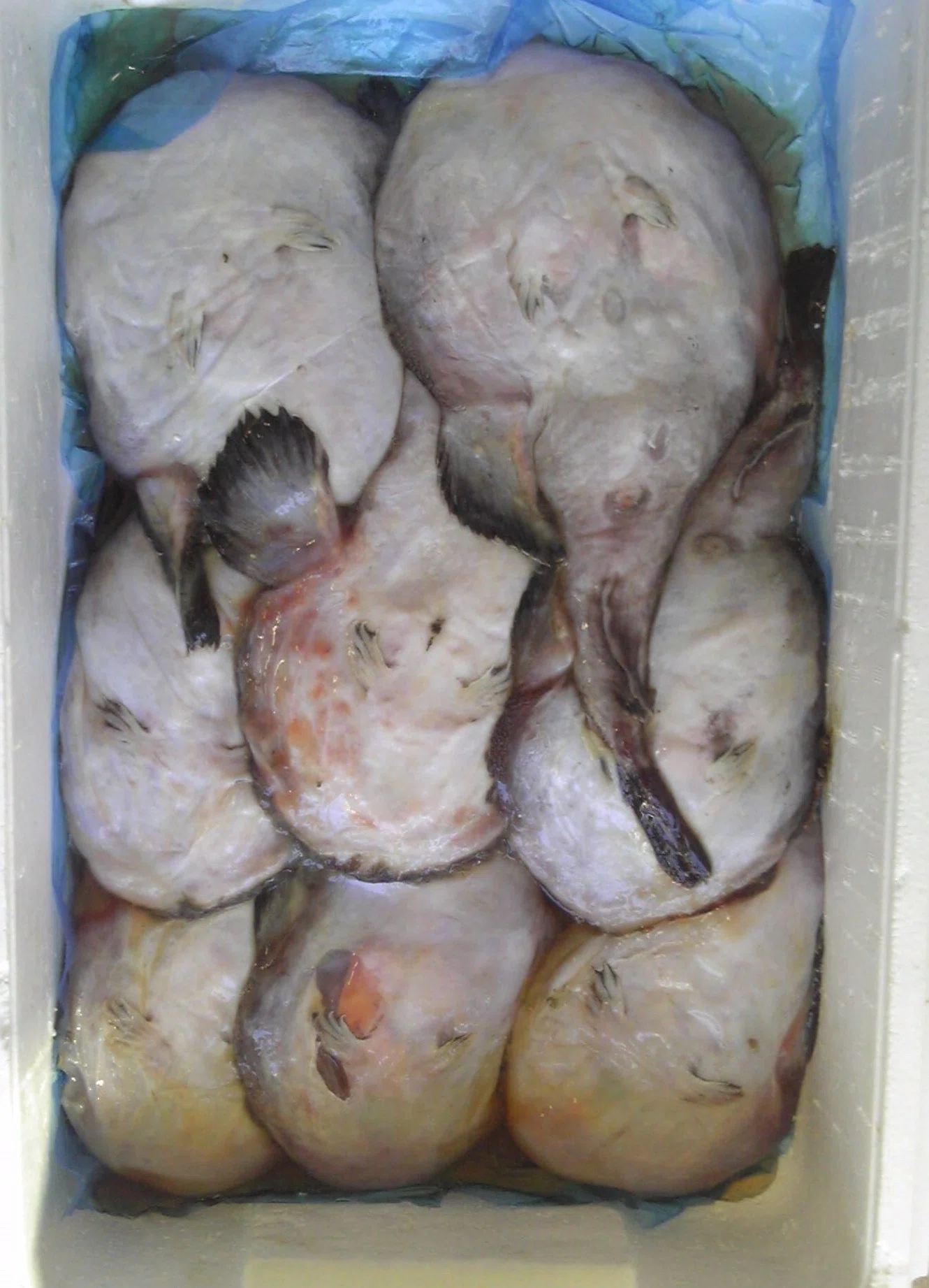 魚の骨格標本 その25 アンコウの仲間｜いぞらど