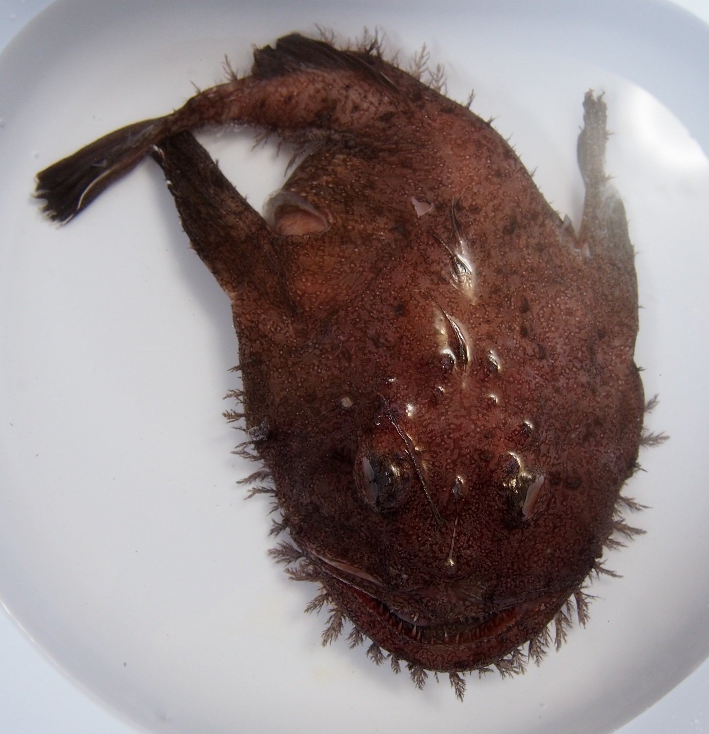 魚の骨格標本 その25 アンコウの仲間｜いぞらど