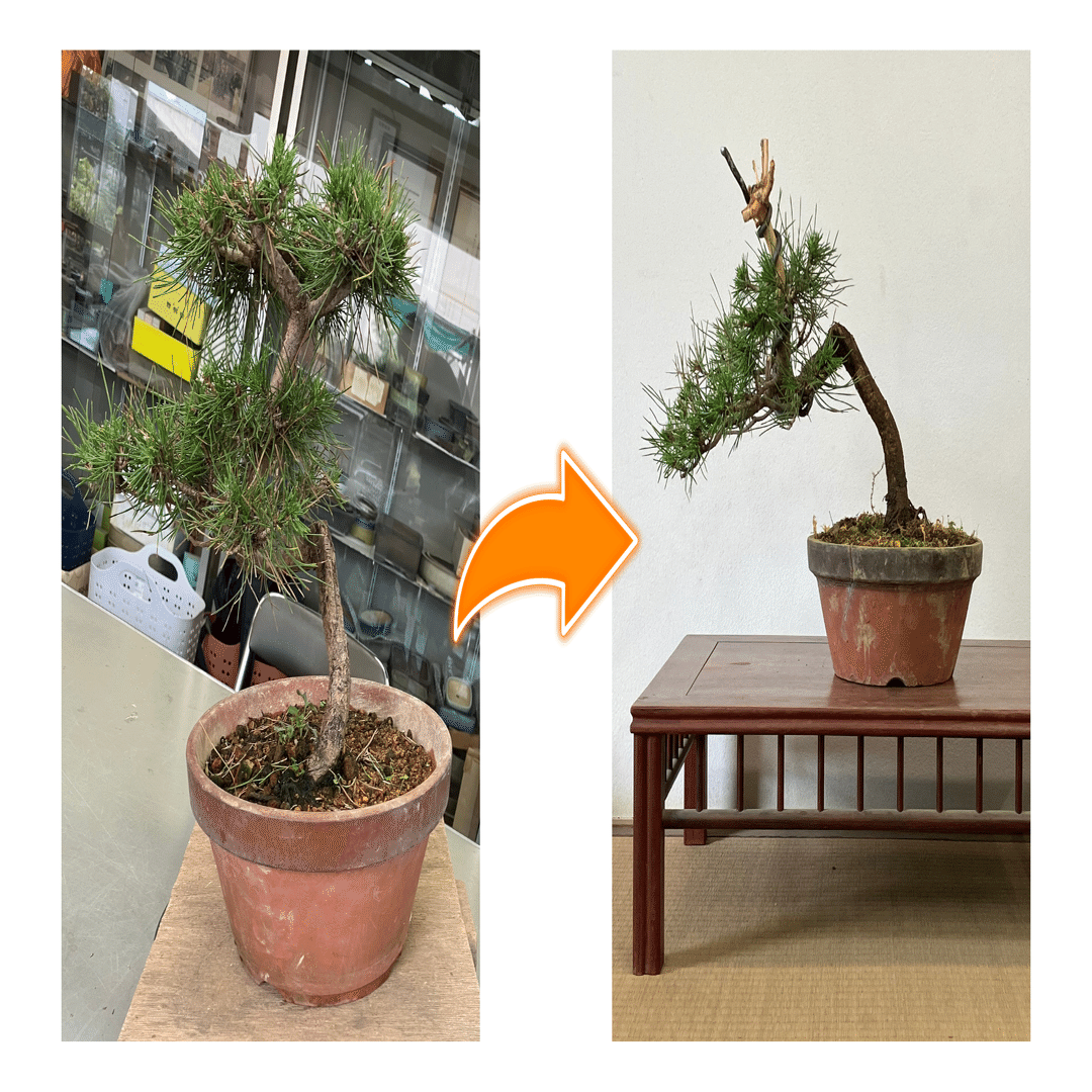 あえてメルカリでボサボサの盆栽を買って『体験と学び』を得た話