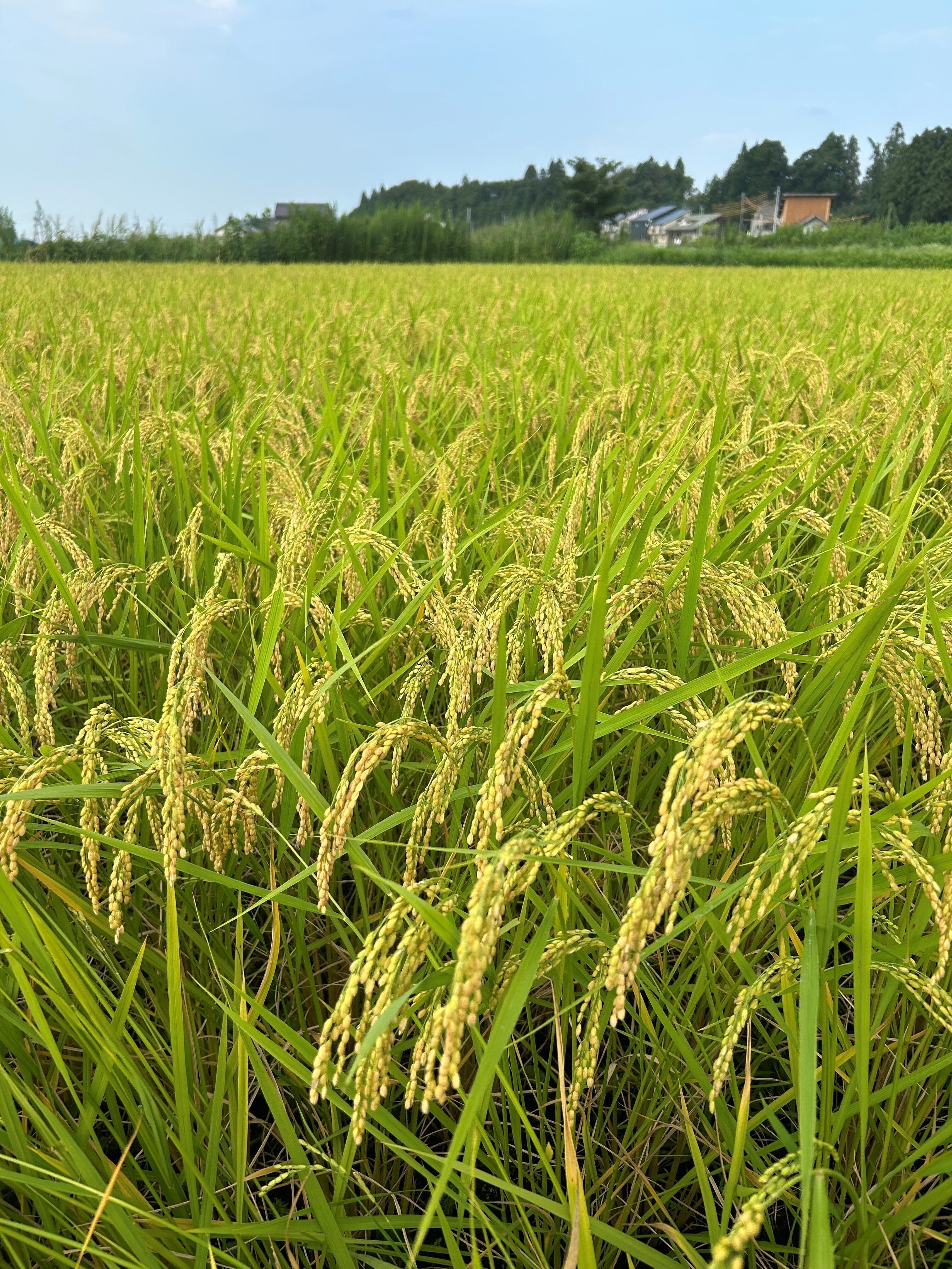 9/25終了／十日町で稲刈り・はざかけ作業！お手伝いすると宿泊無償で