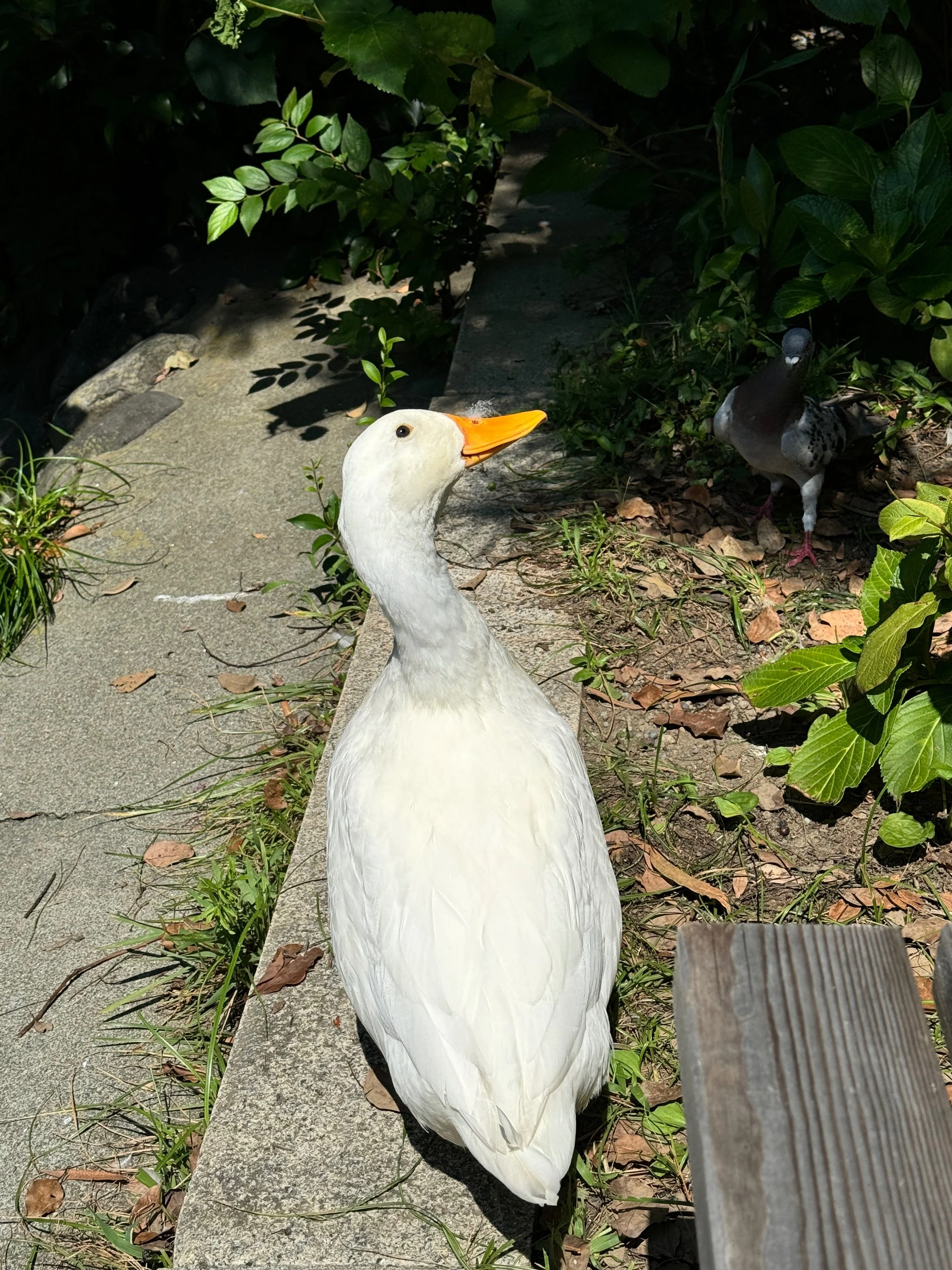 アヒルへの執着③｜津ツ麓