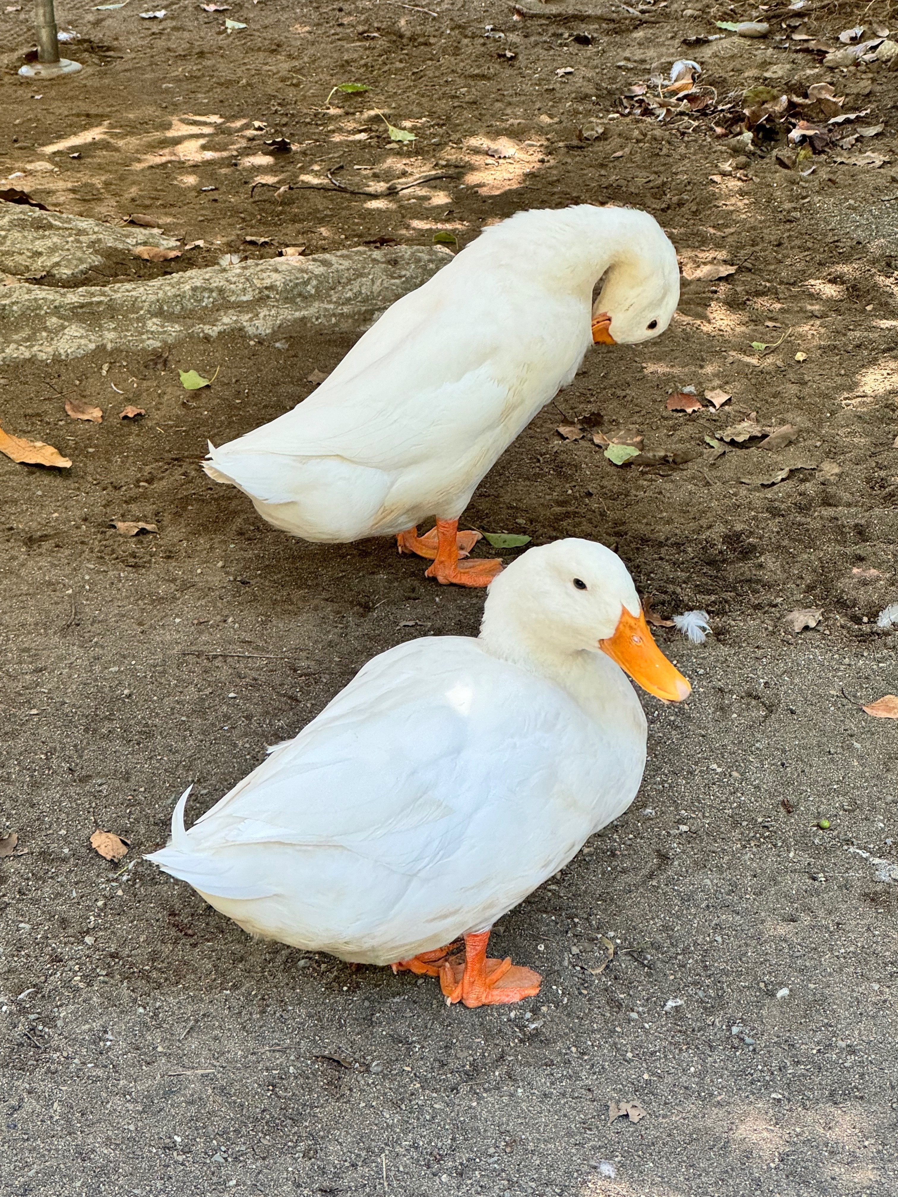 アヒルへの執着③｜津ツ麓