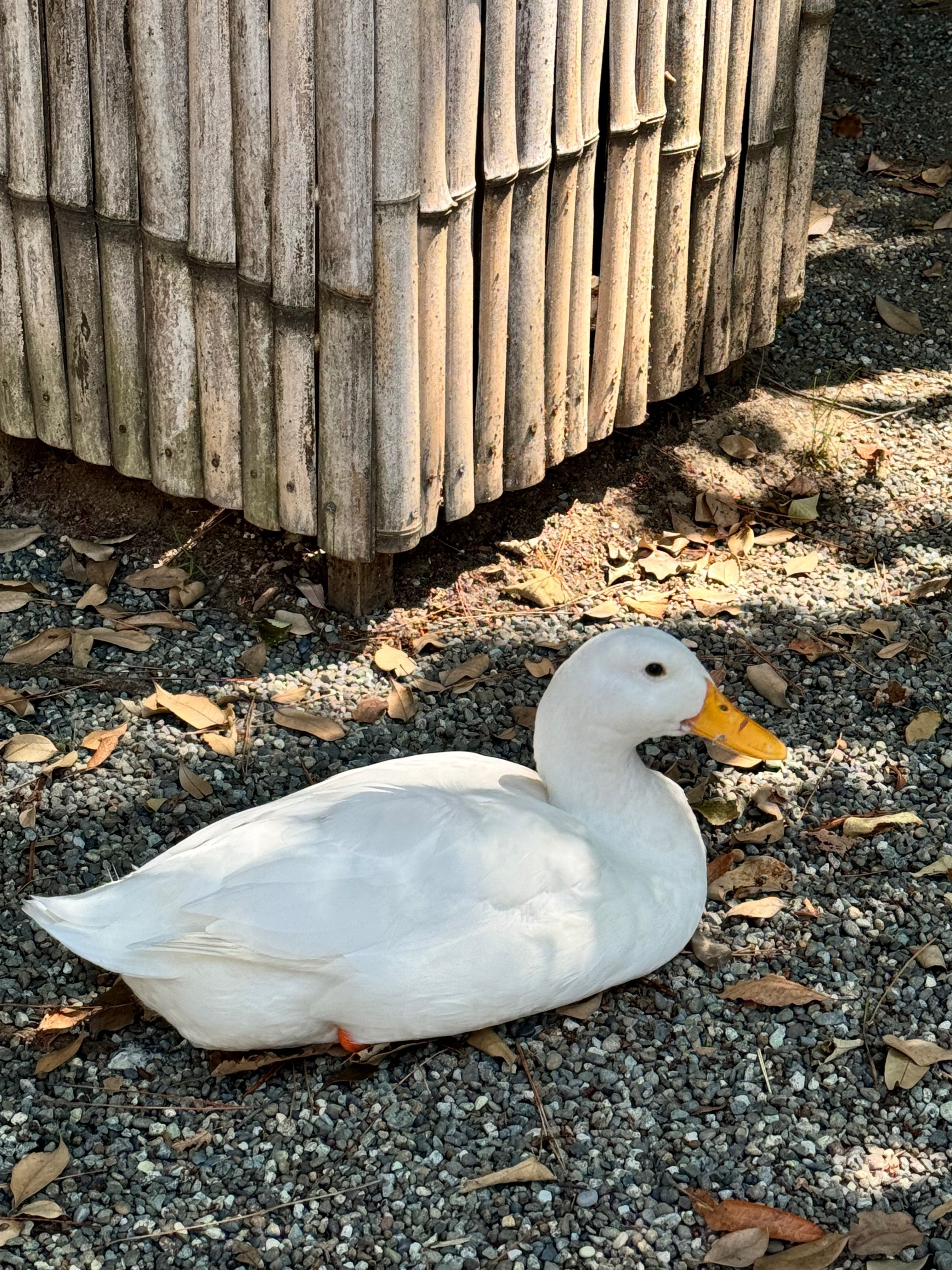 アヒルへの執着③｜津ツ麓