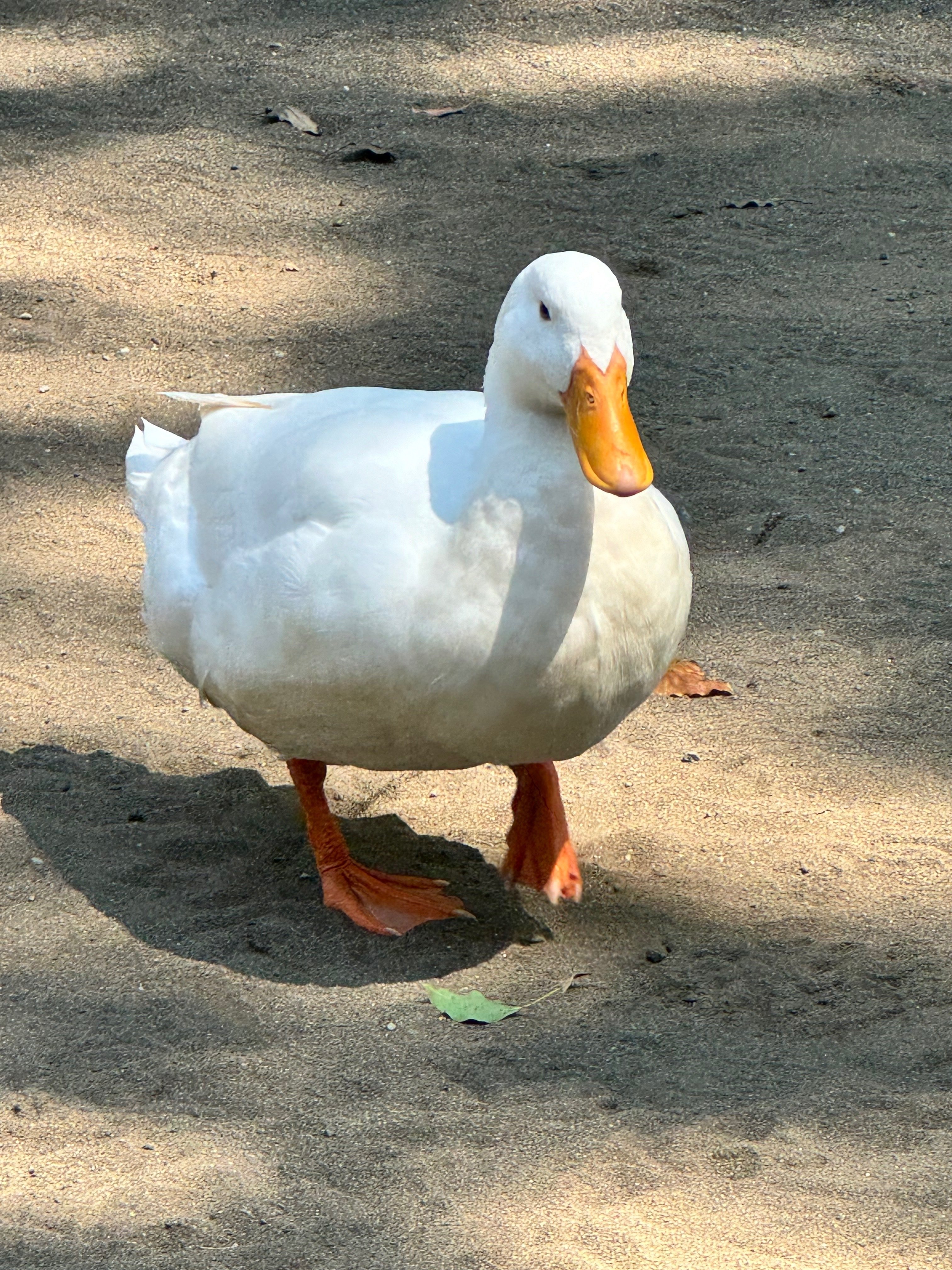 アヒルへの執着③｜津ツ麓