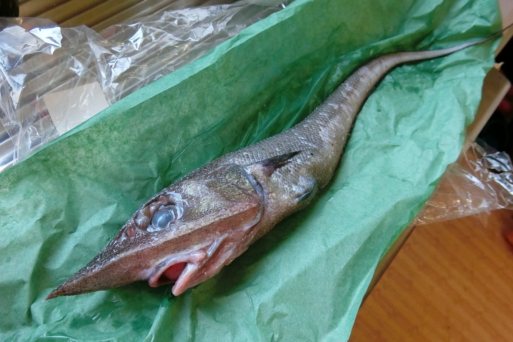 魚の骨格標本 その27 ソコダラの仲間｜いぞらど