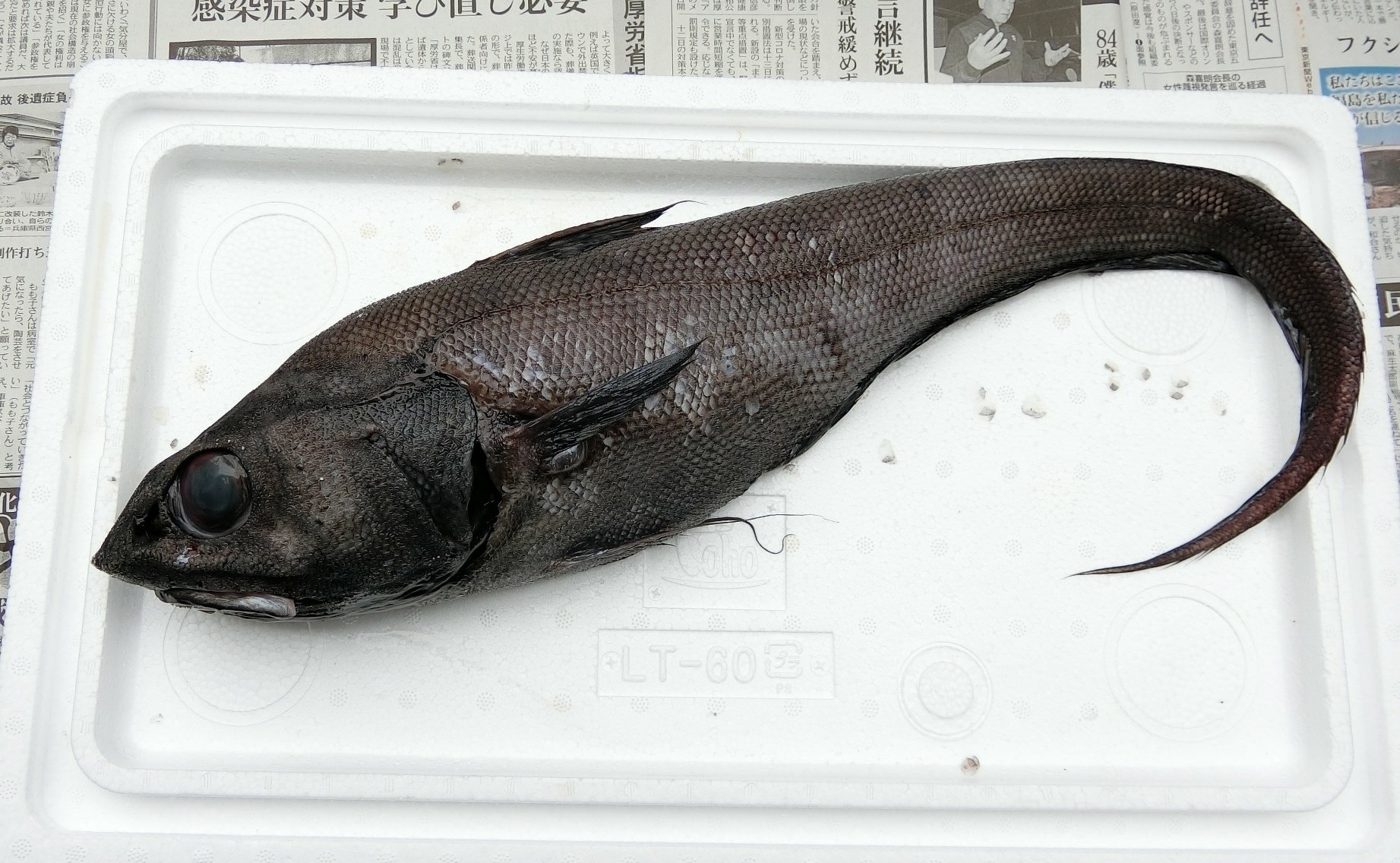 魚の骨格標本 その27 ソコダラの仲間｜いぞらど