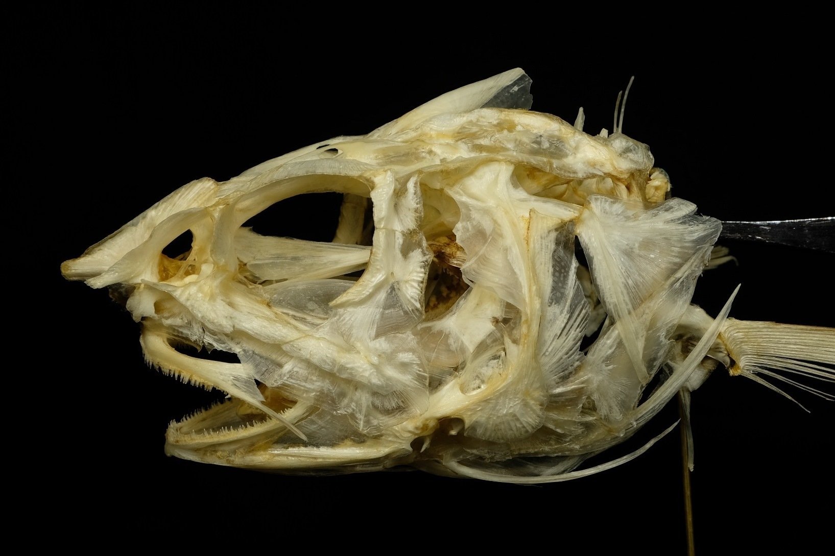 魚の骨格標本 その27 ソコダラの仲間｜いぞらど